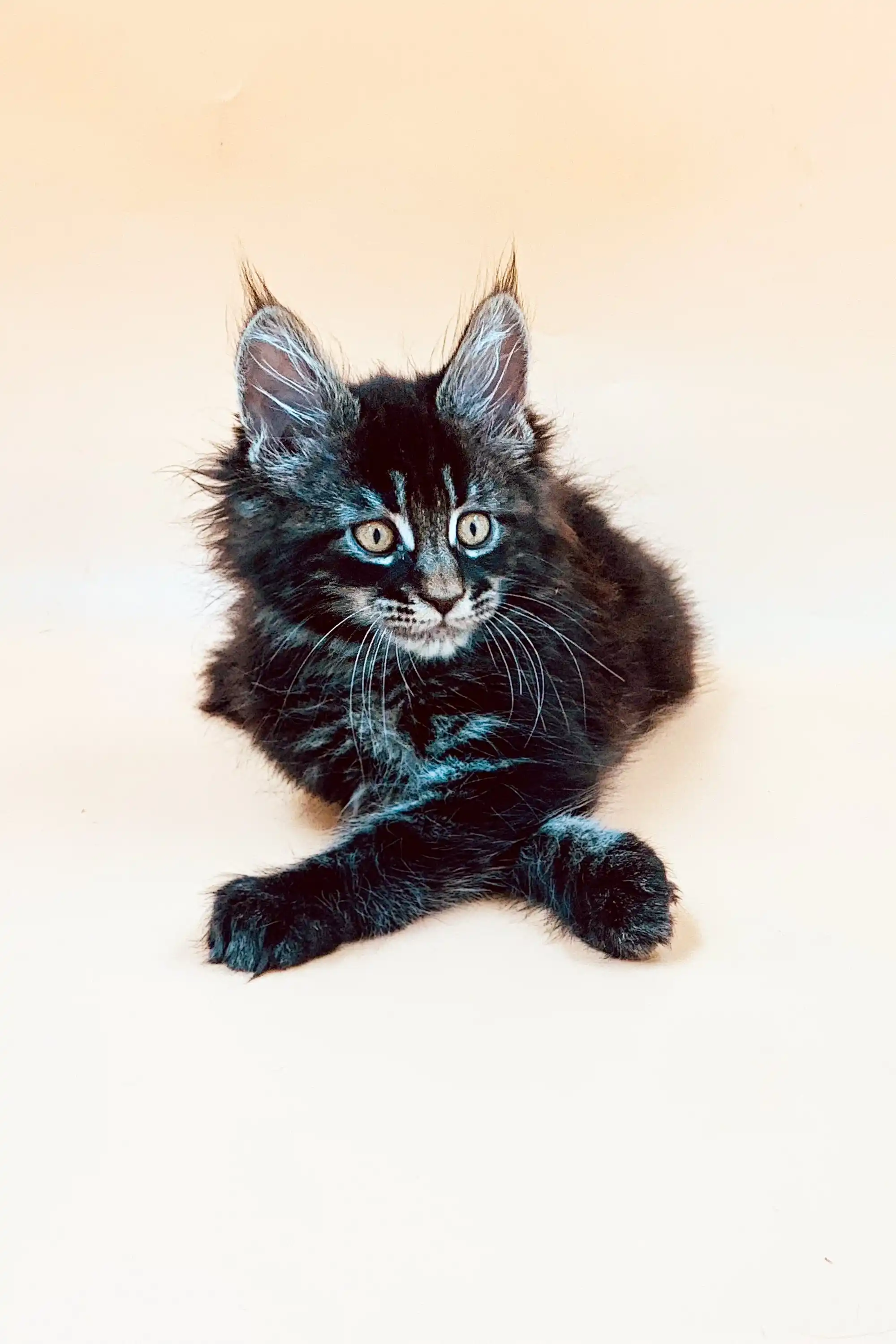 Mia | Maine Coon Kitten - Image 2