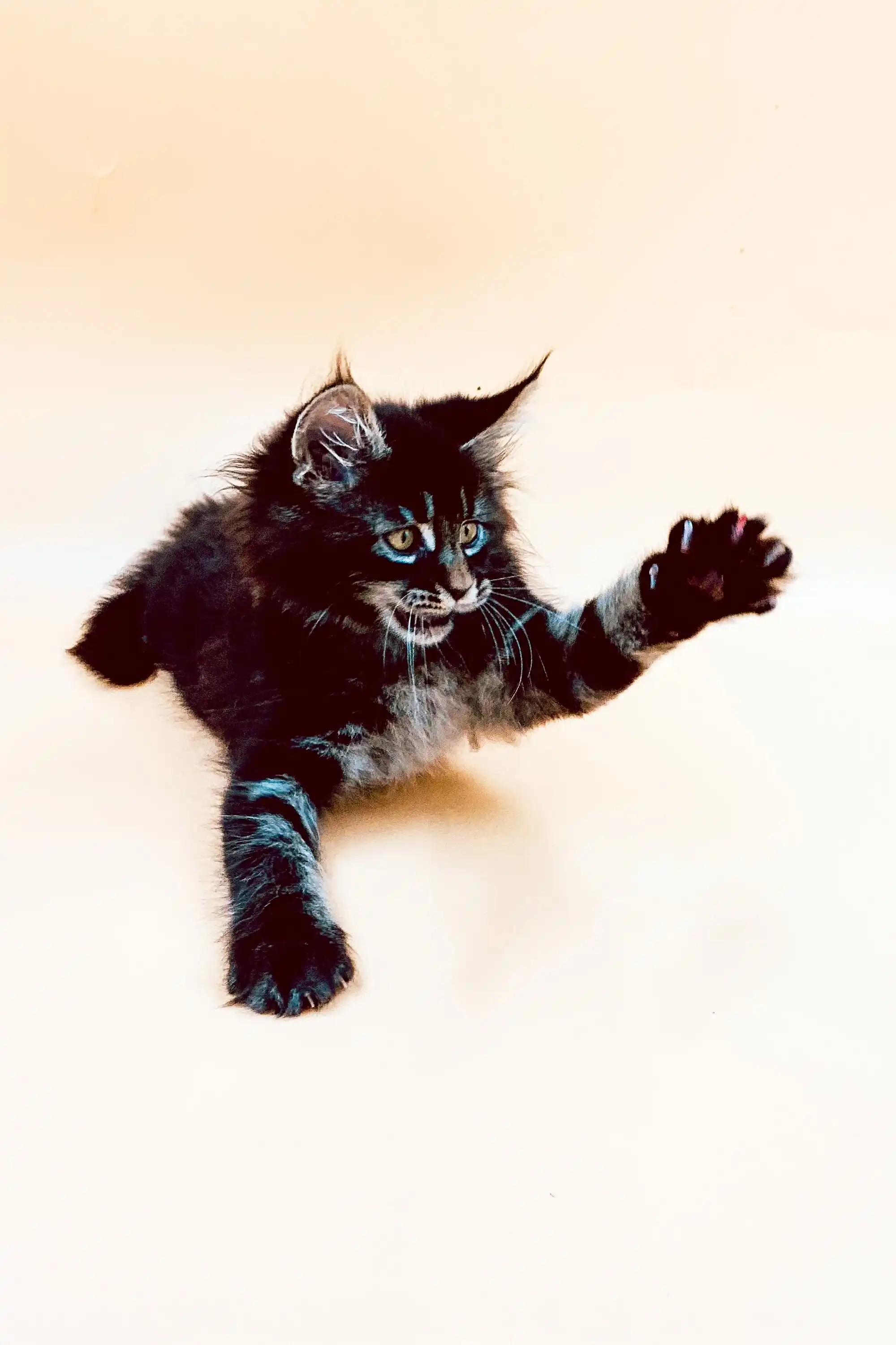 Mia | Maine Coon Kitten - Image 3