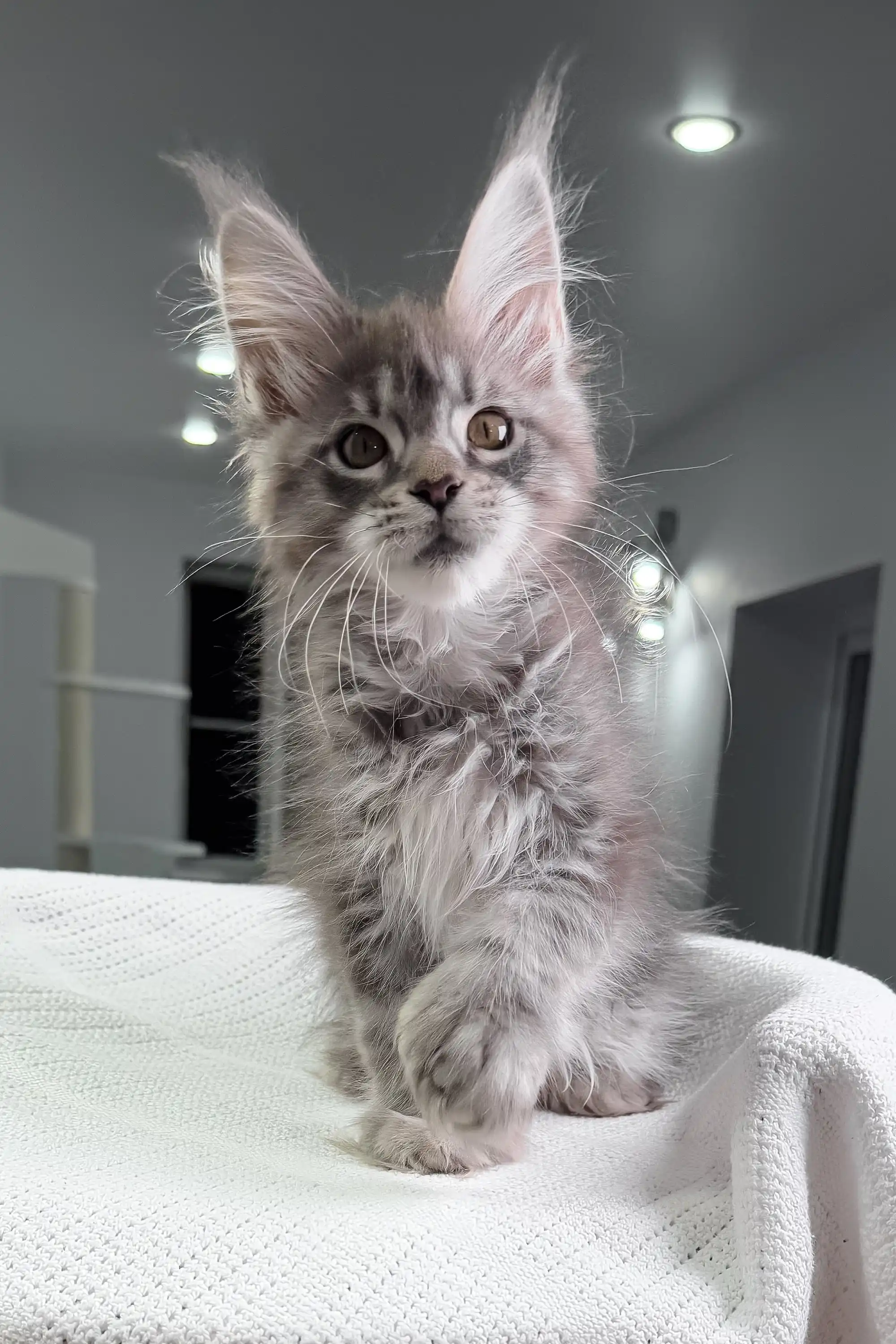 Mia | Polydactyl Maine Coon - Image 4