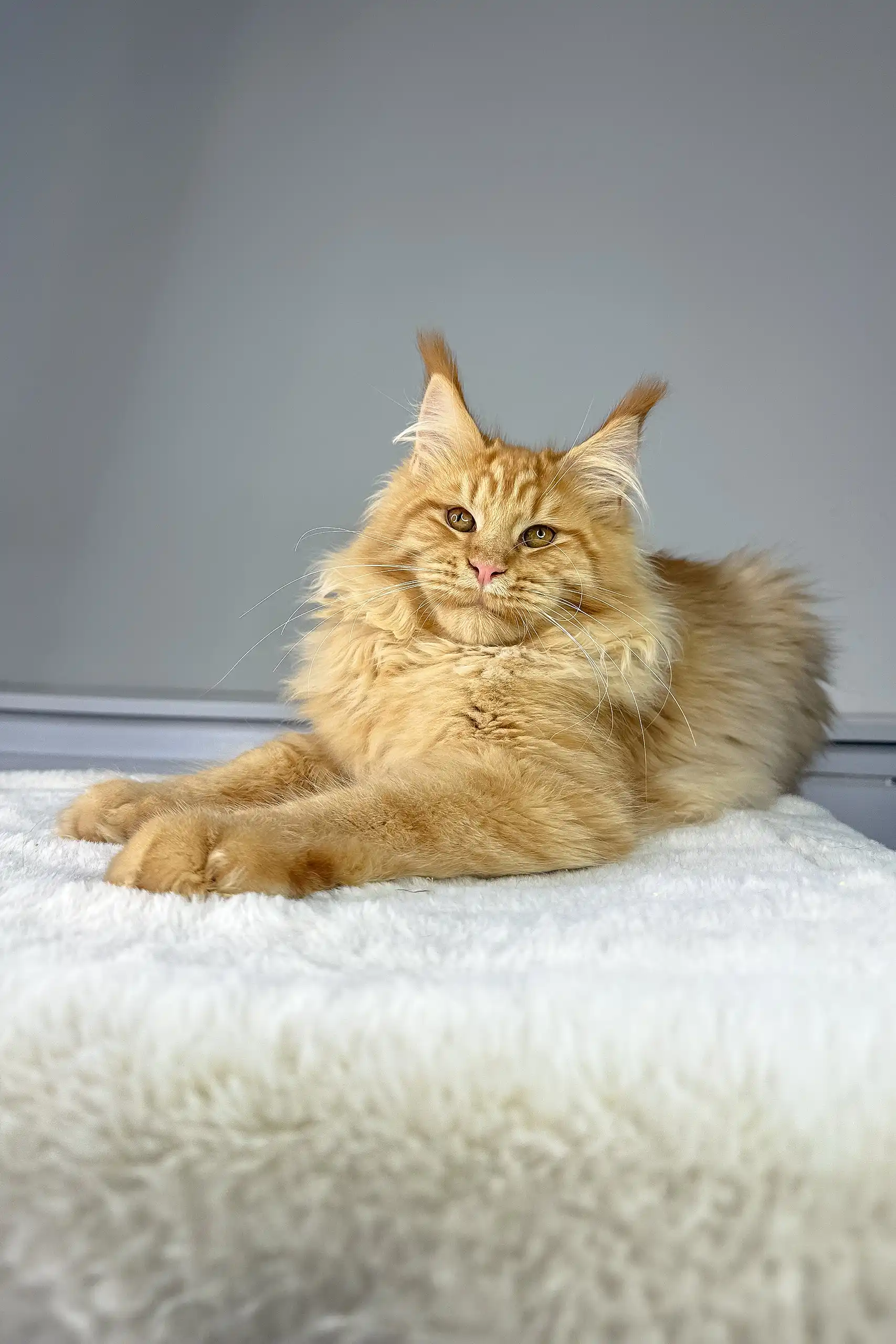 Michael | Maine Coon Kitten - Image 7
