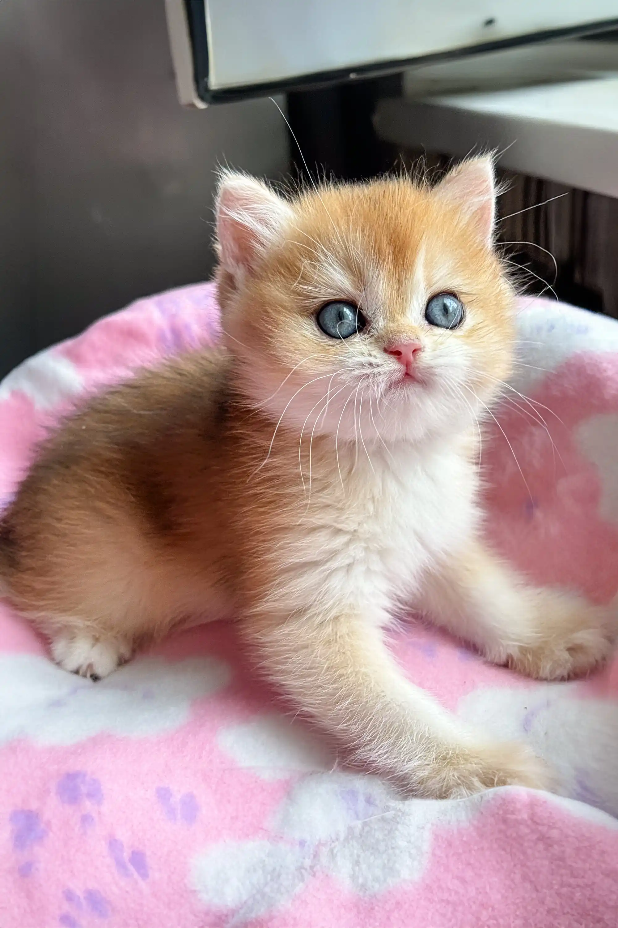 Mikki | British Shorthair Kitten - Image 2