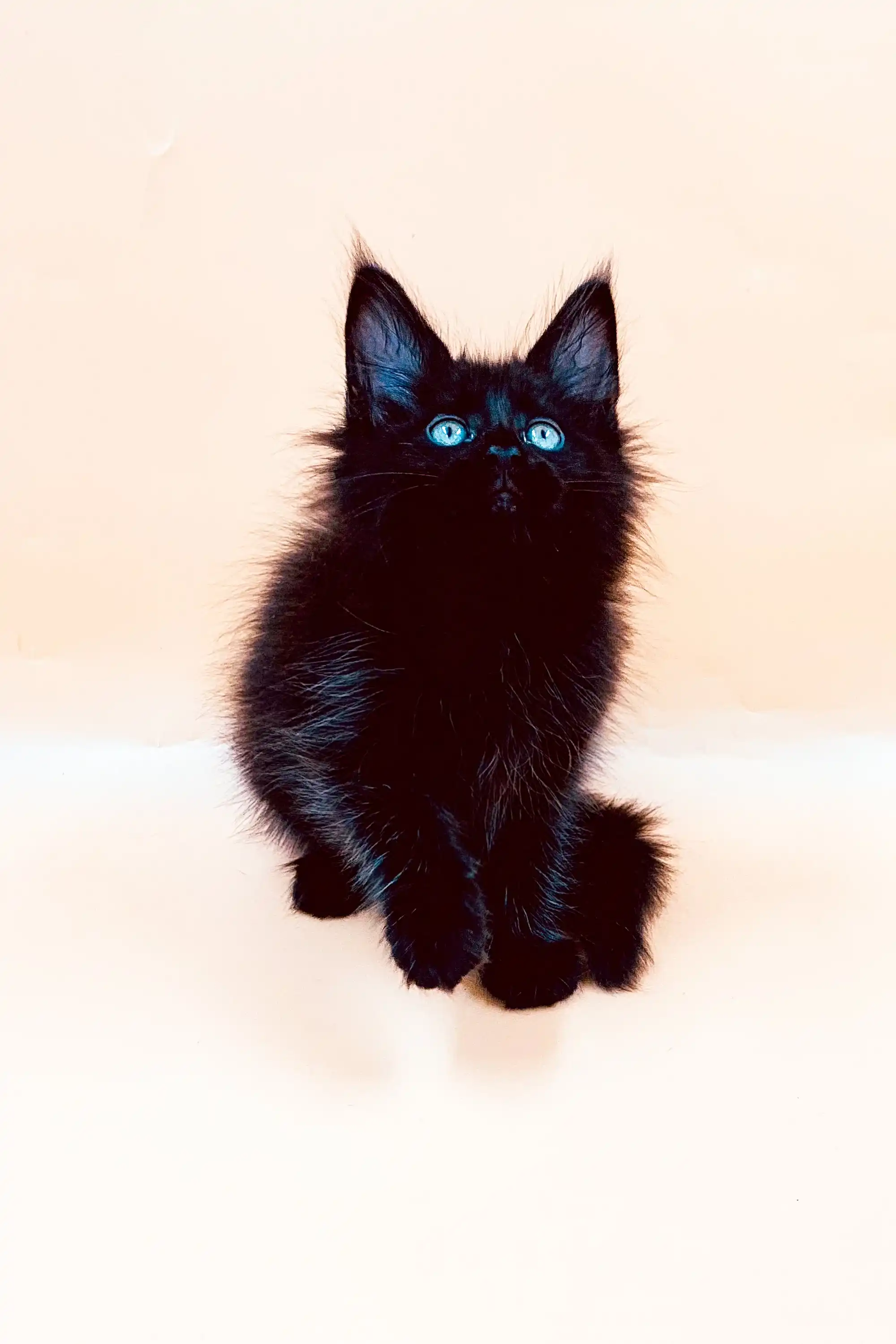 Mikki | Maine Coon Kitten - Image 4
