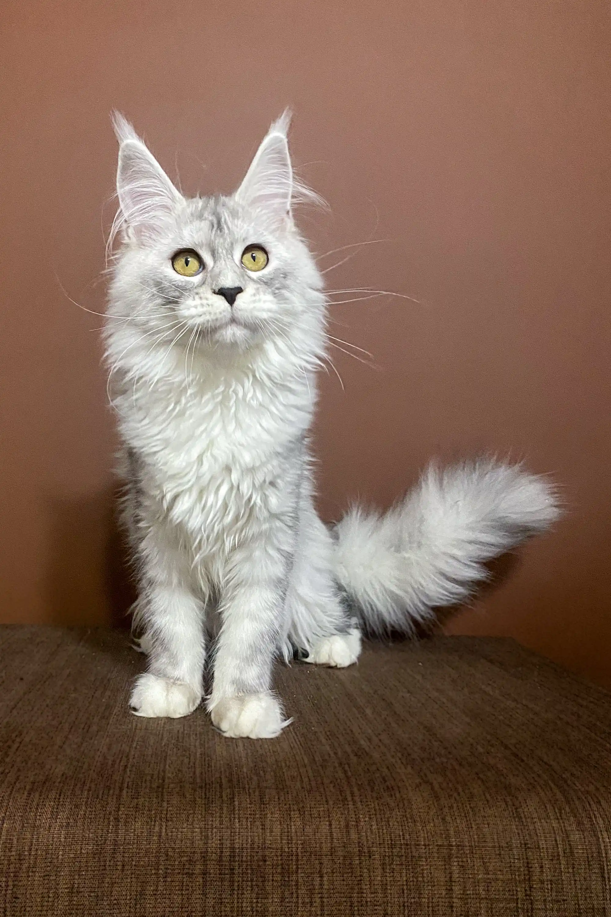 Milana | Maine Coon Kitten - Image 4