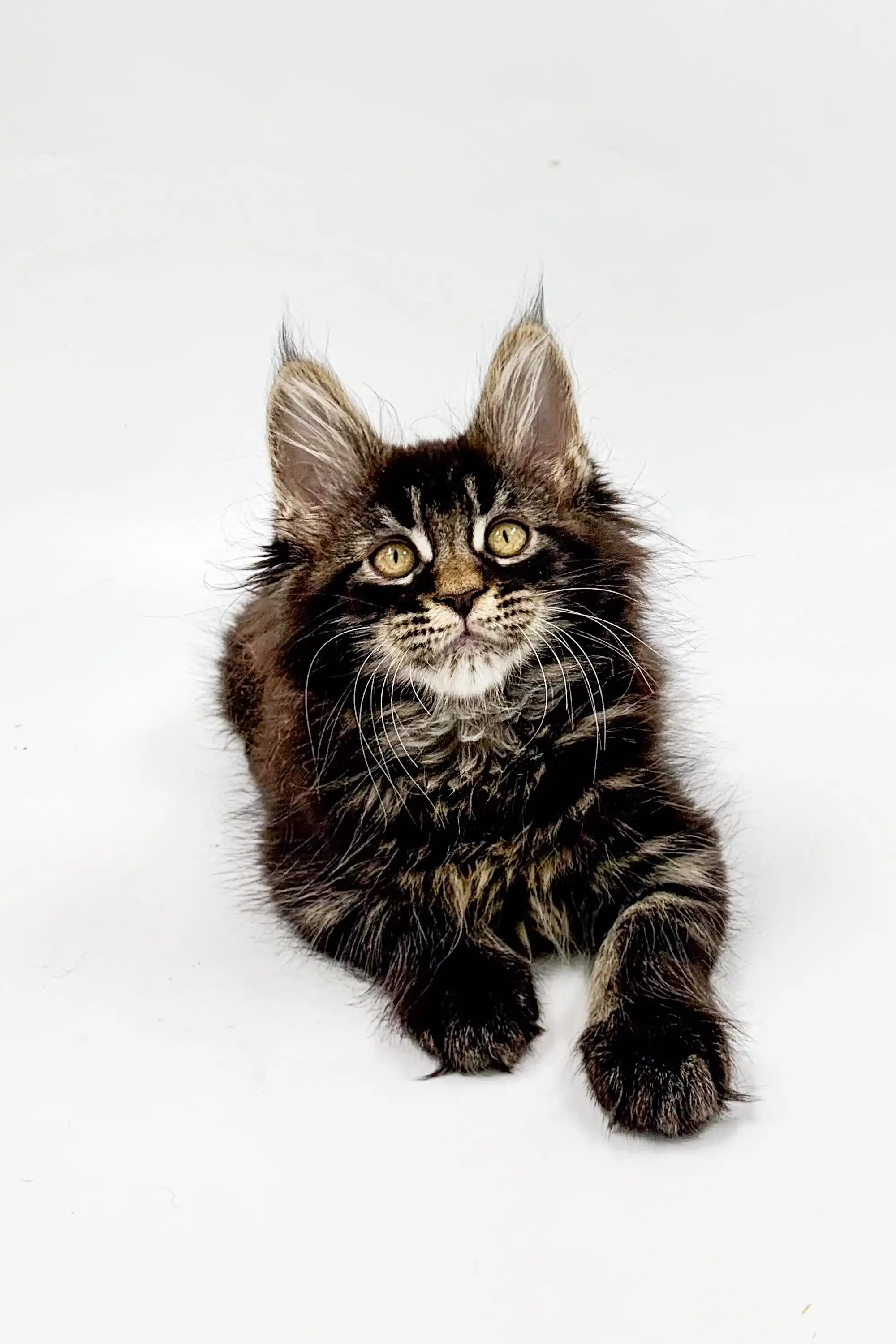 Milana | Maine Coon Kitten - Image 10