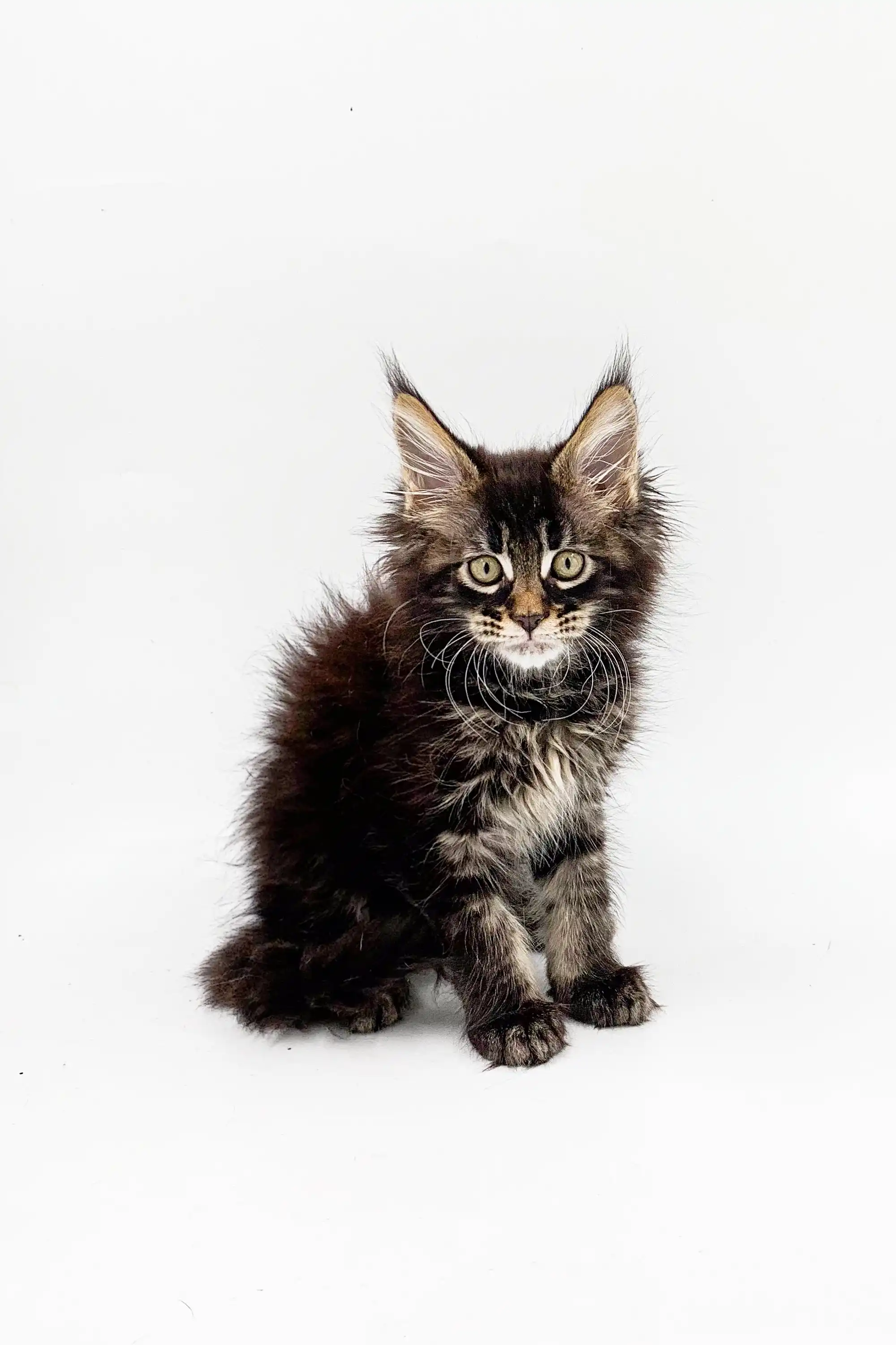 Milana | Maine Coon Kitten - Image 6