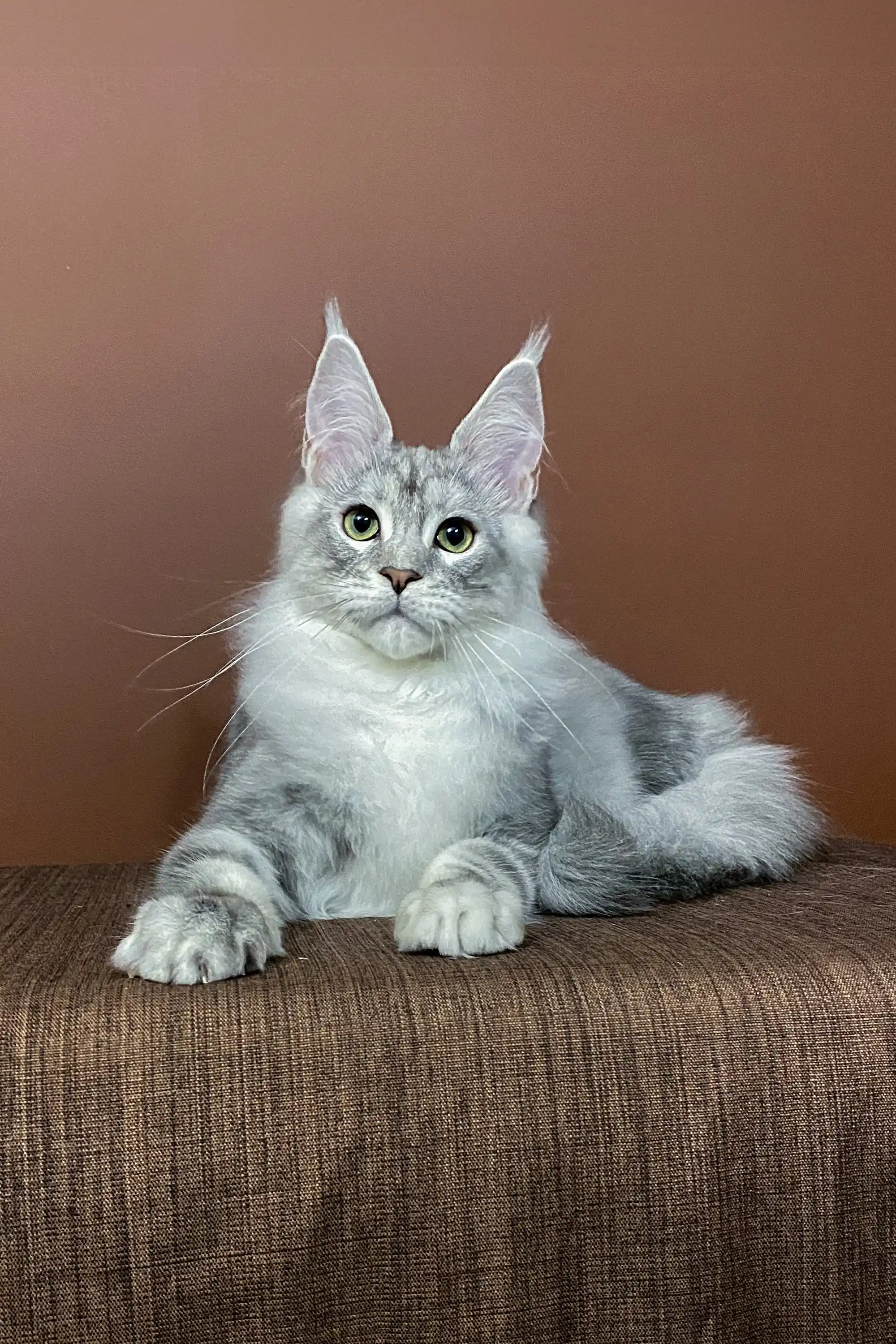 Millenium | Maine Coon Kitten - Image 6