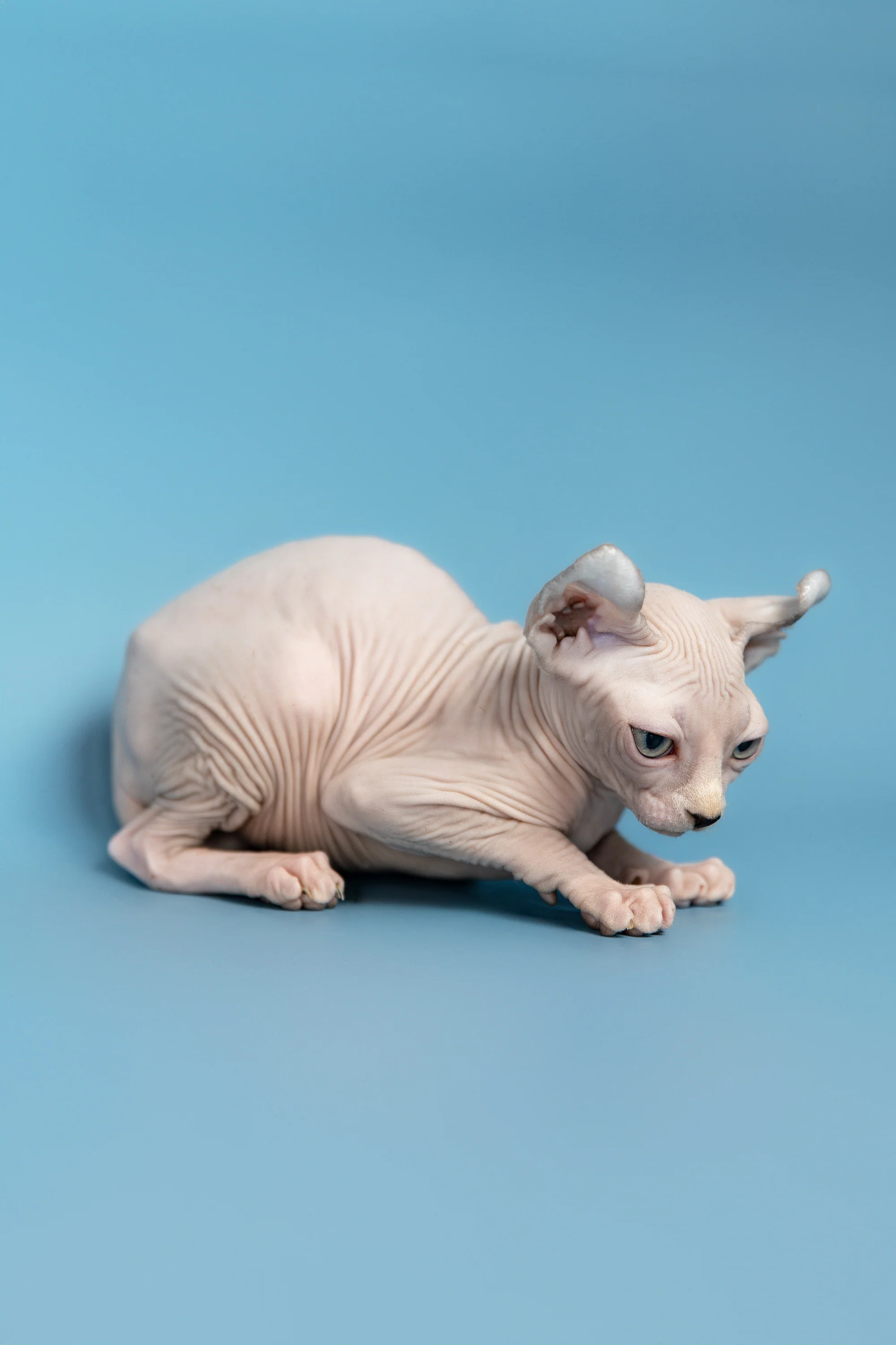 Milli | Elf Sphynx Kitten - Image 10