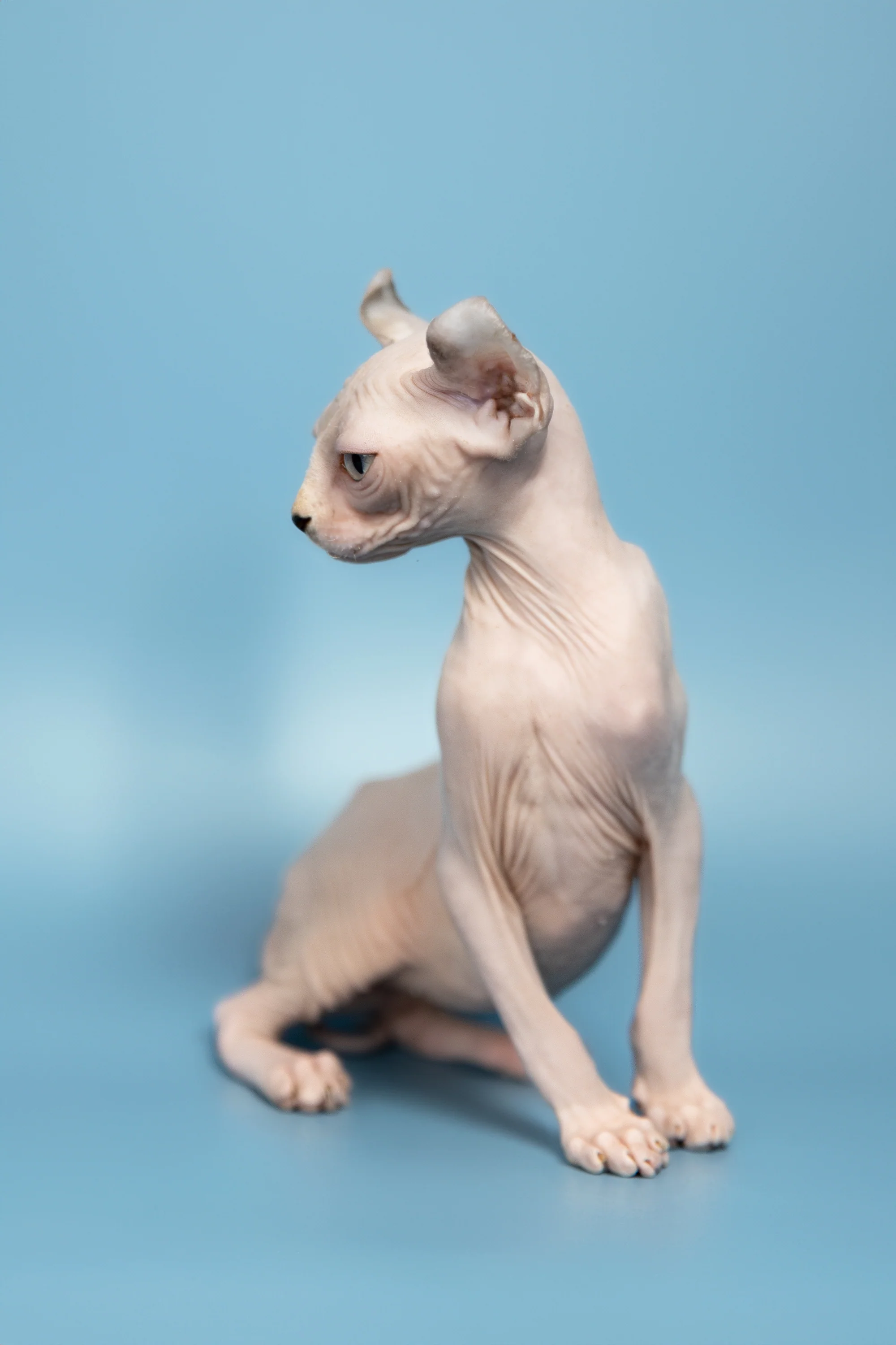 Milli | Elf Sphynx Kitten - Image 9