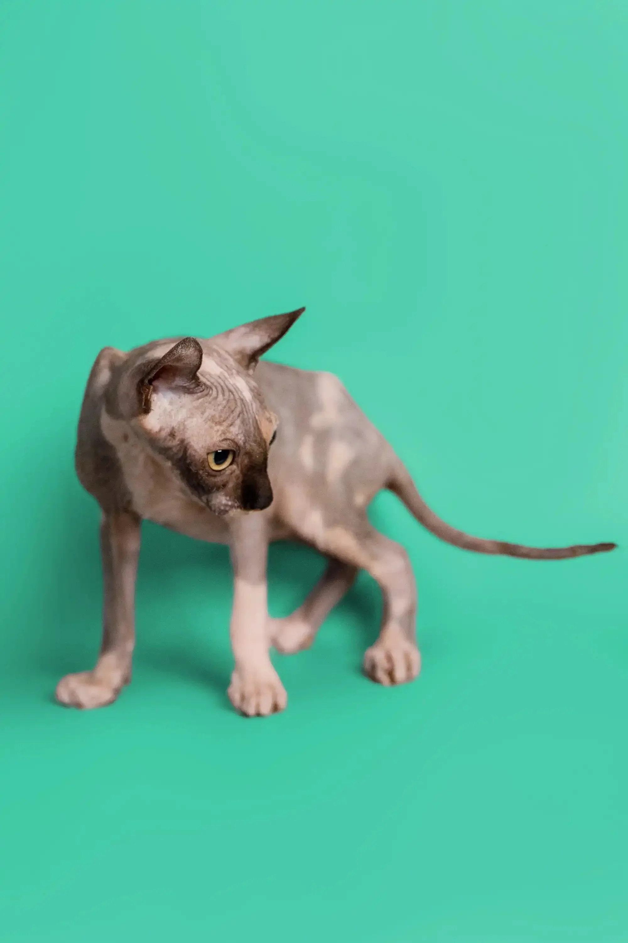 Millie | Sphynx Kitten - Image 13