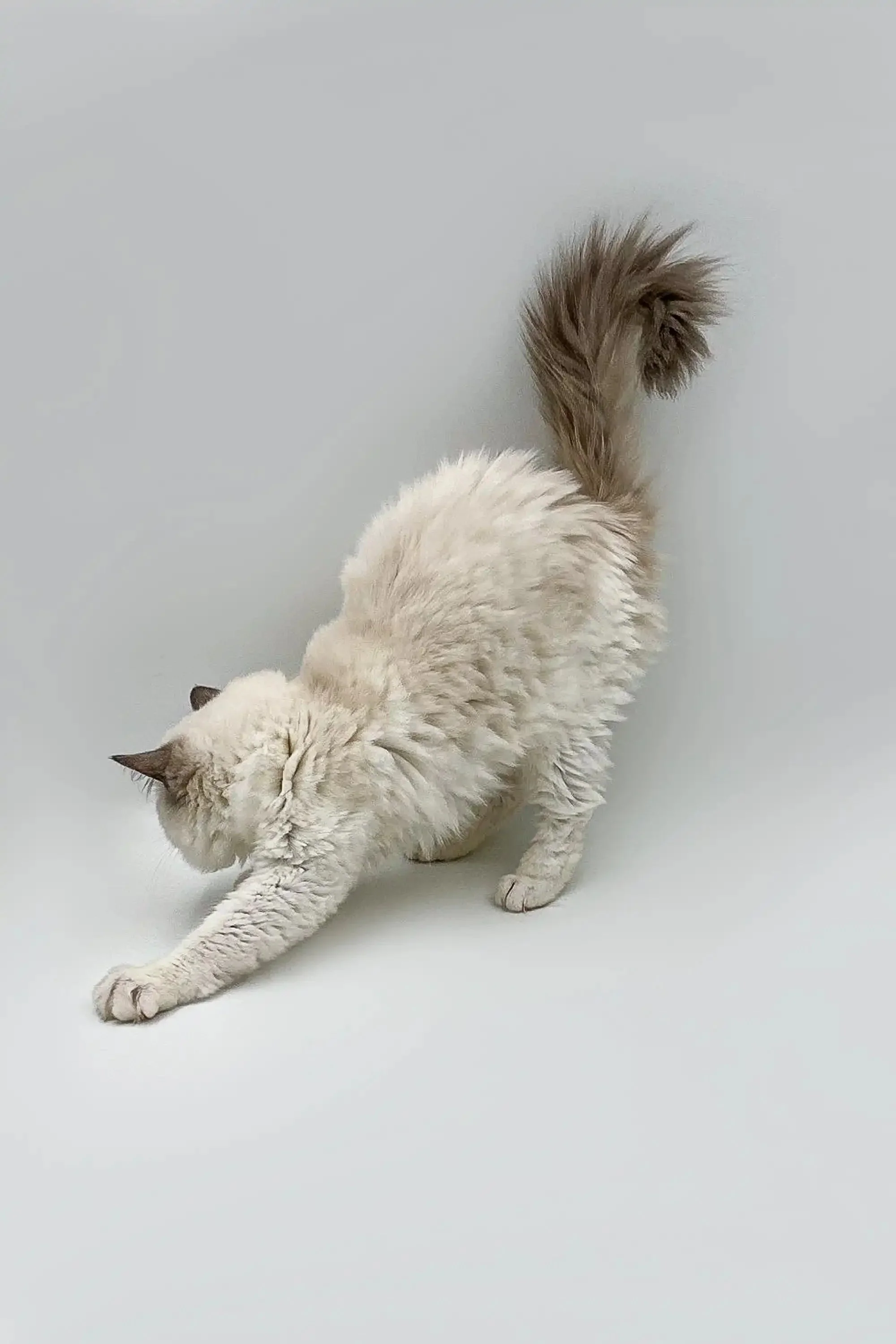 Mimi | Ragdoll Kitten - Image 2