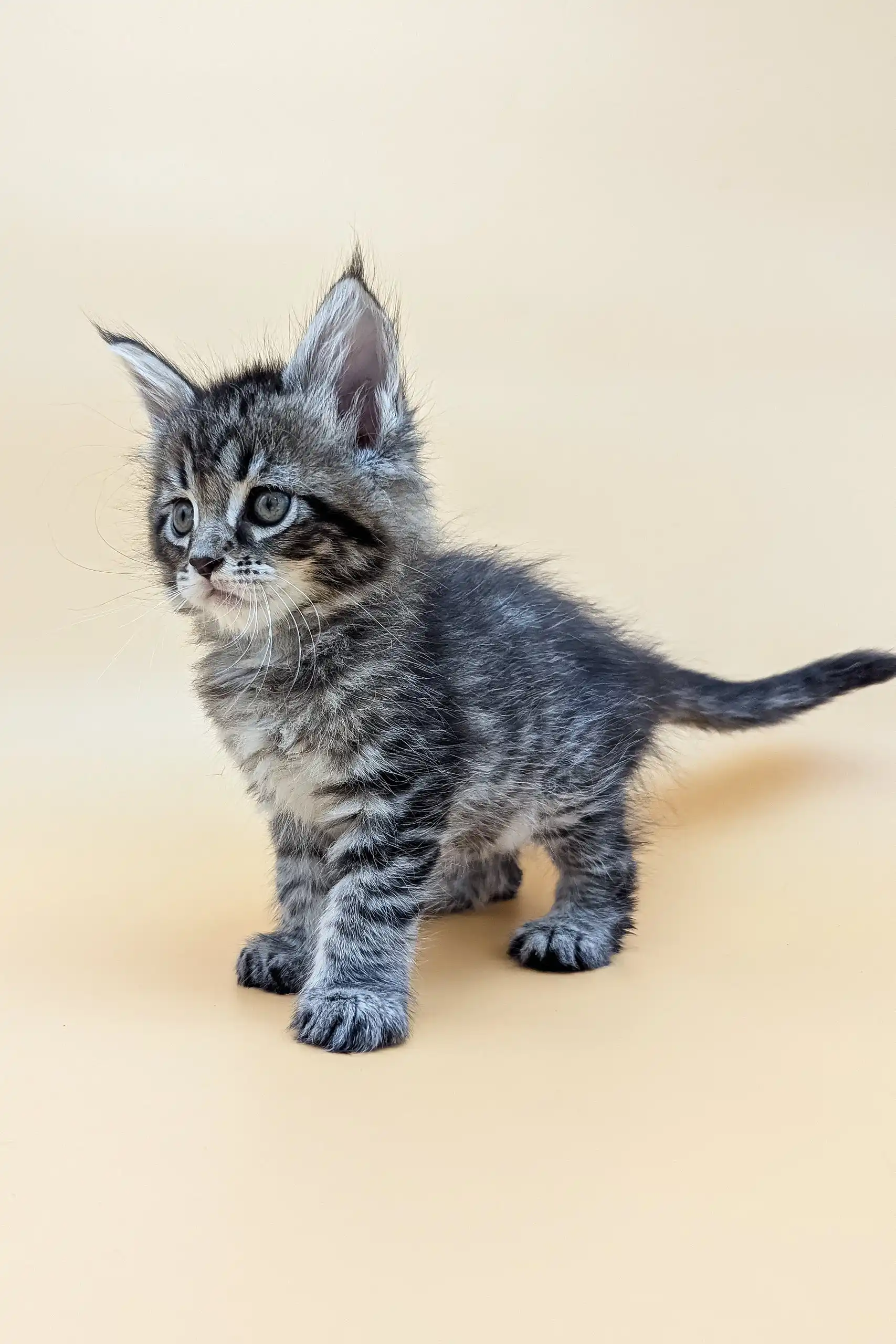 Mina | Maine Coon Kitten - Image 5
