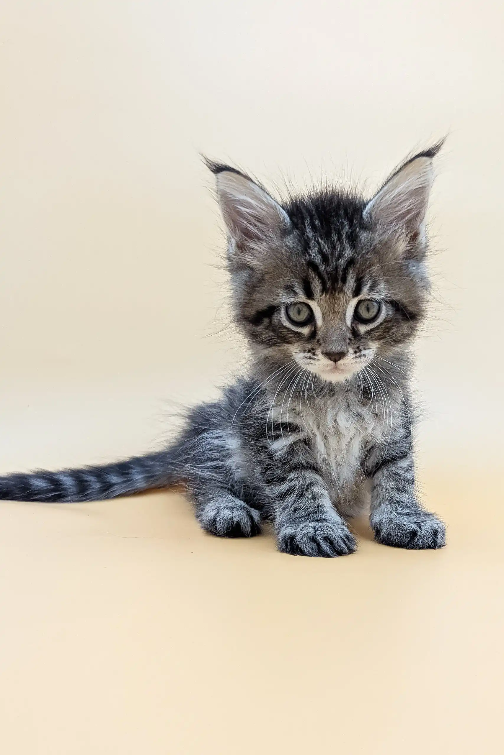 Mina | Maine Coon Kitten - Image 8