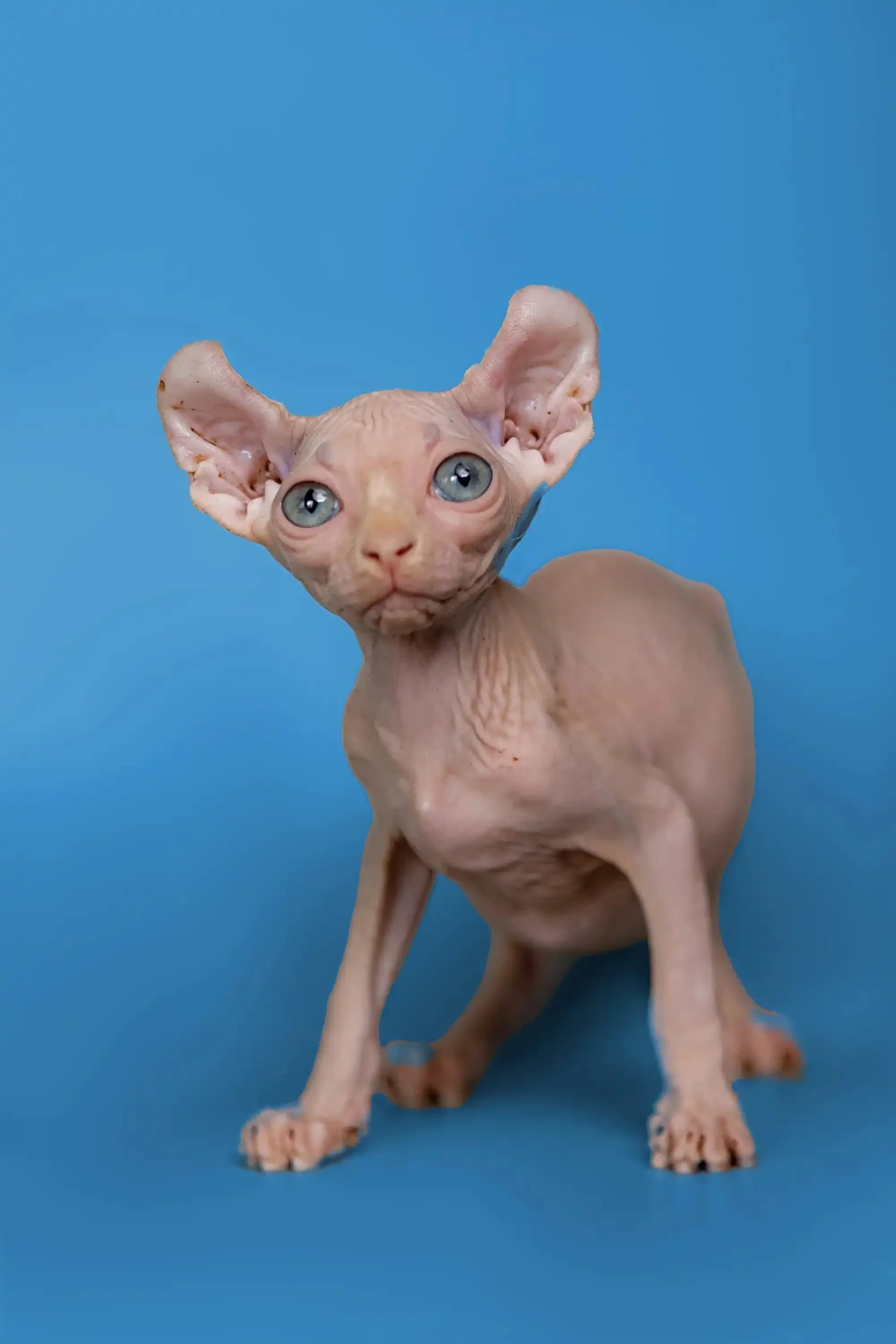 Minni | Elf Kitten - Image 7