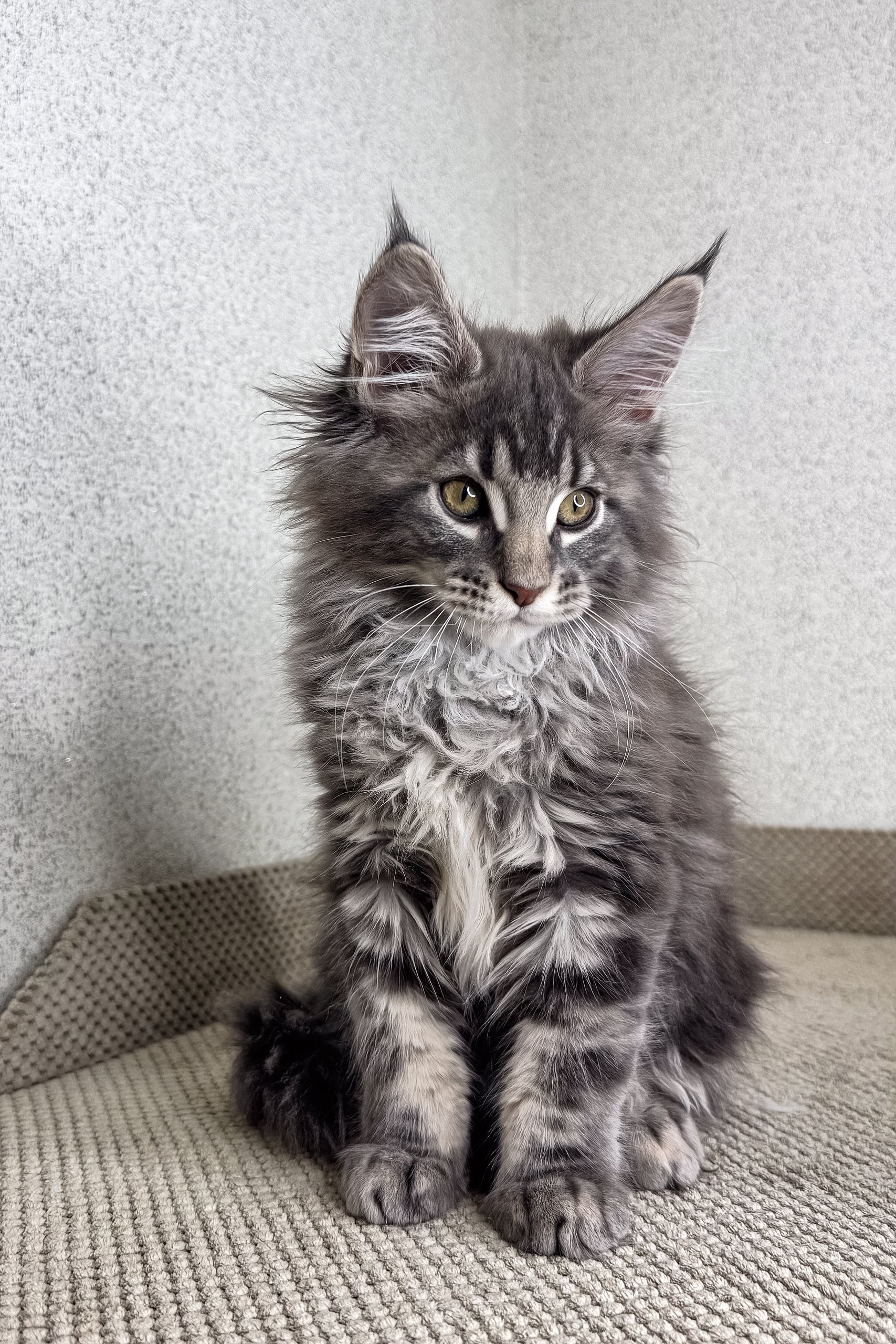 Minor | Maine Coon Kitten - Image 4