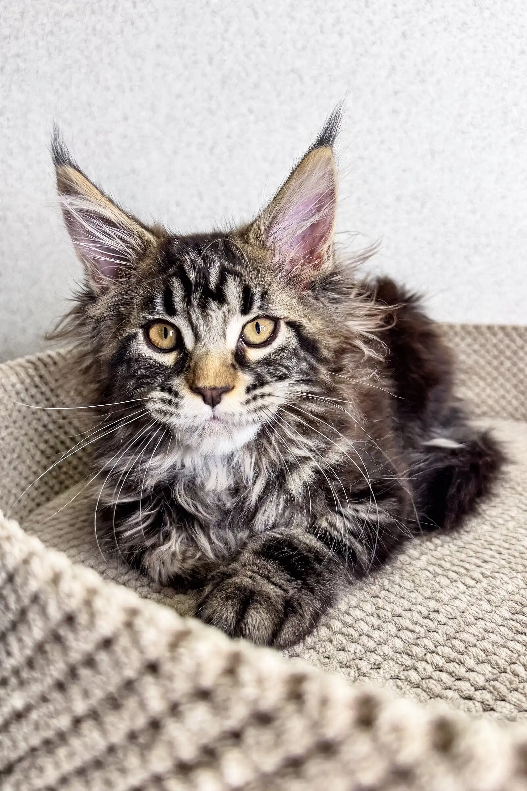 Mira | Maine Coon Kitten - Image 2