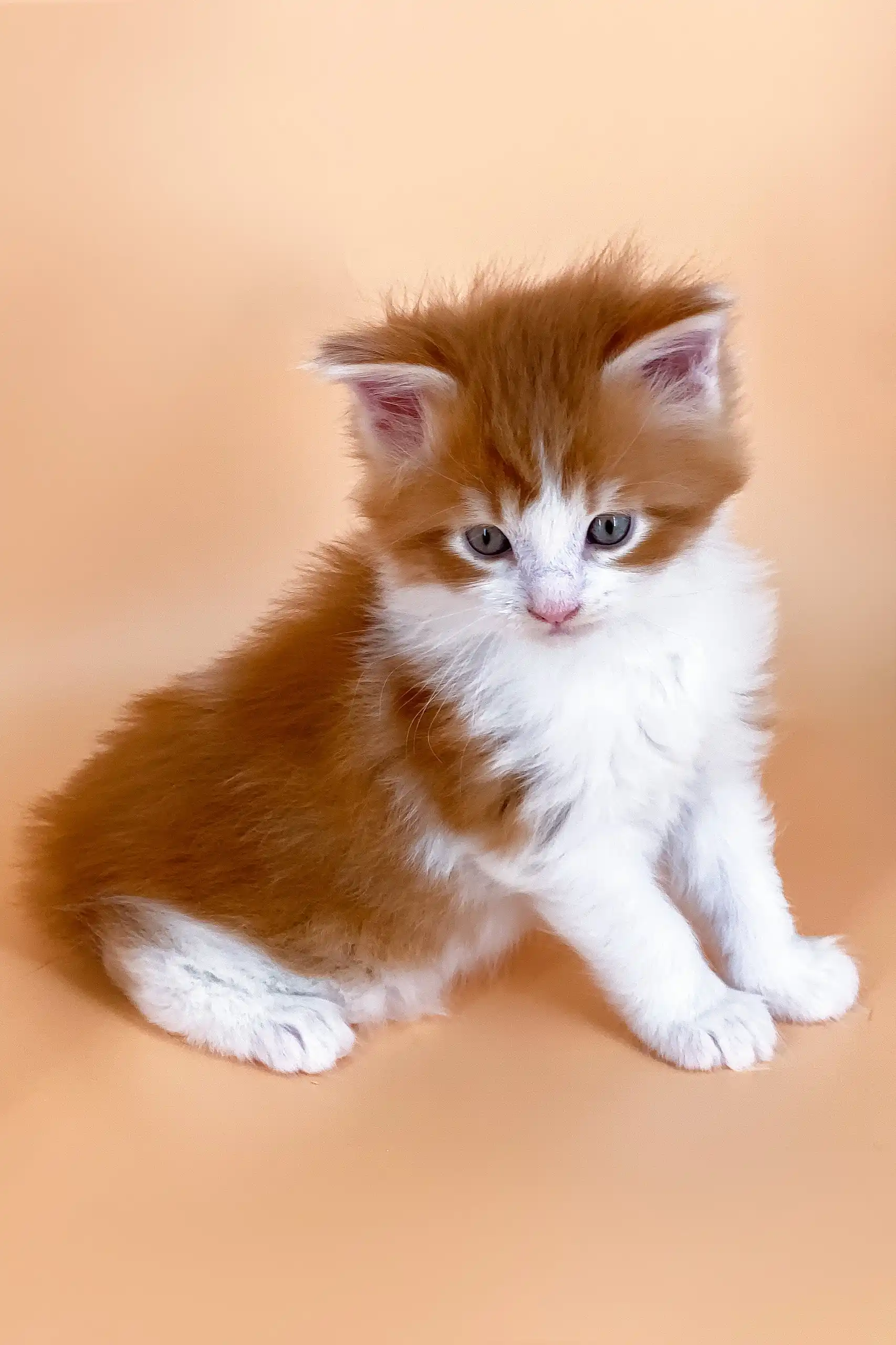 Miron | Maine Coon Kitten - Image 4
