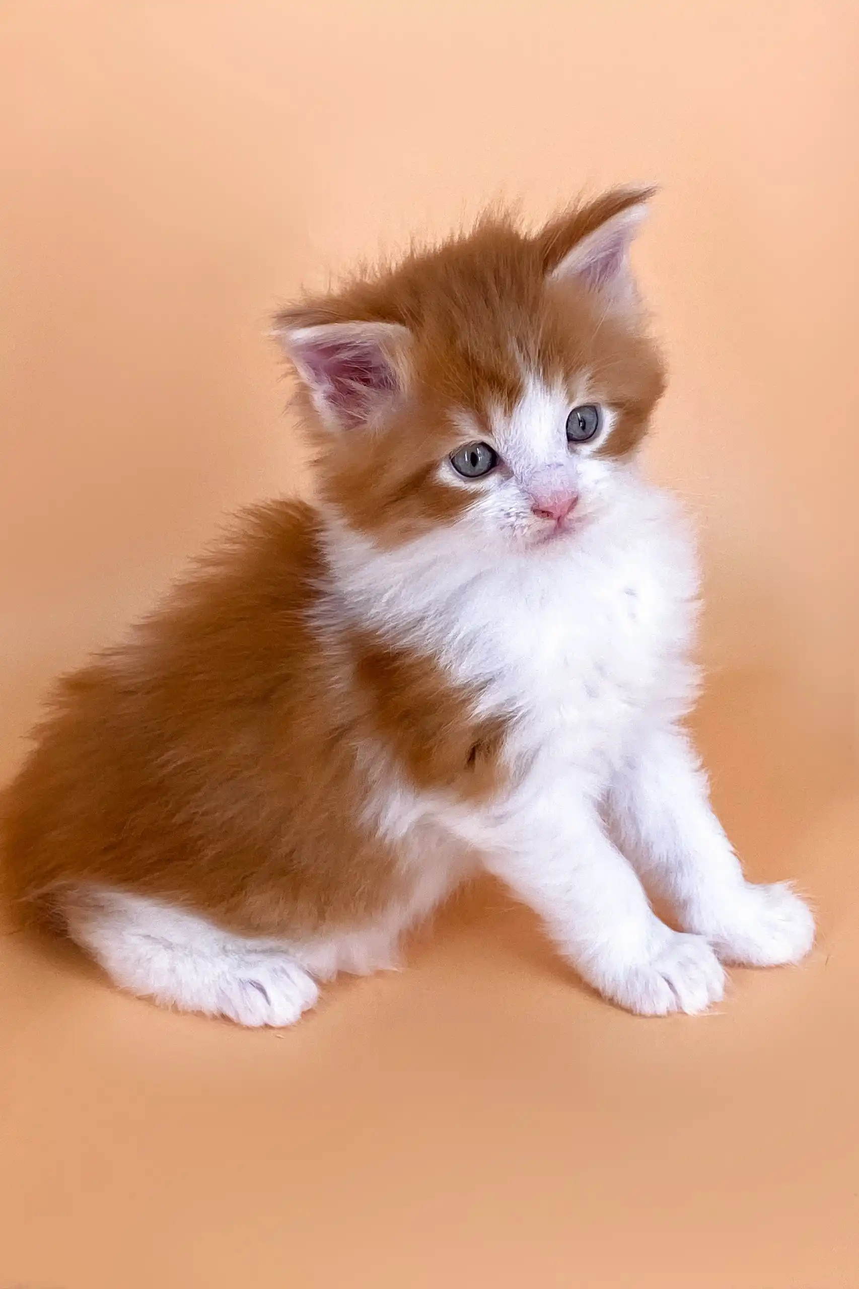 Miron | Maine Coon Kitten - Image 5