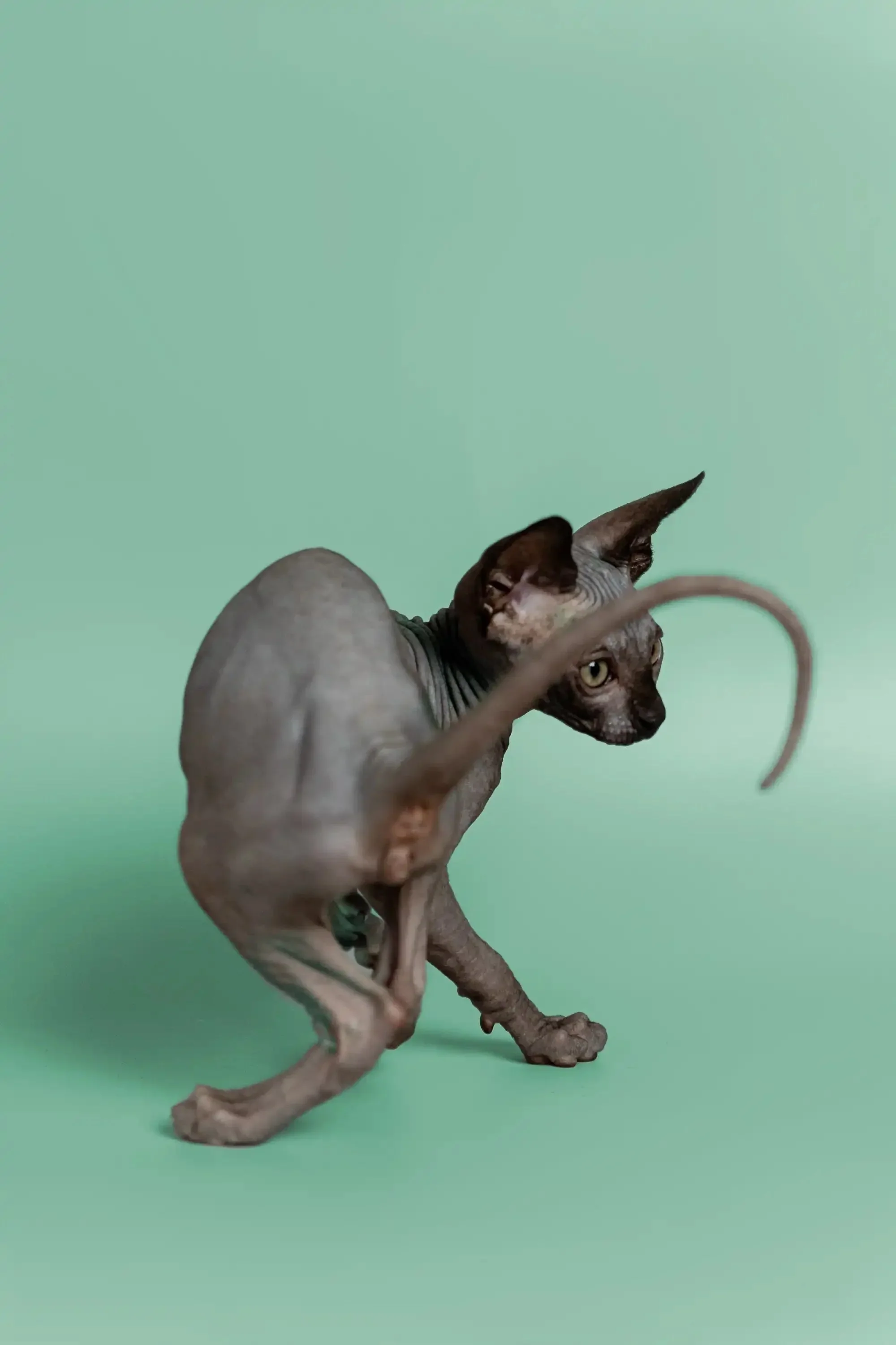 Mocha | Sphynx Kitten - Image 12