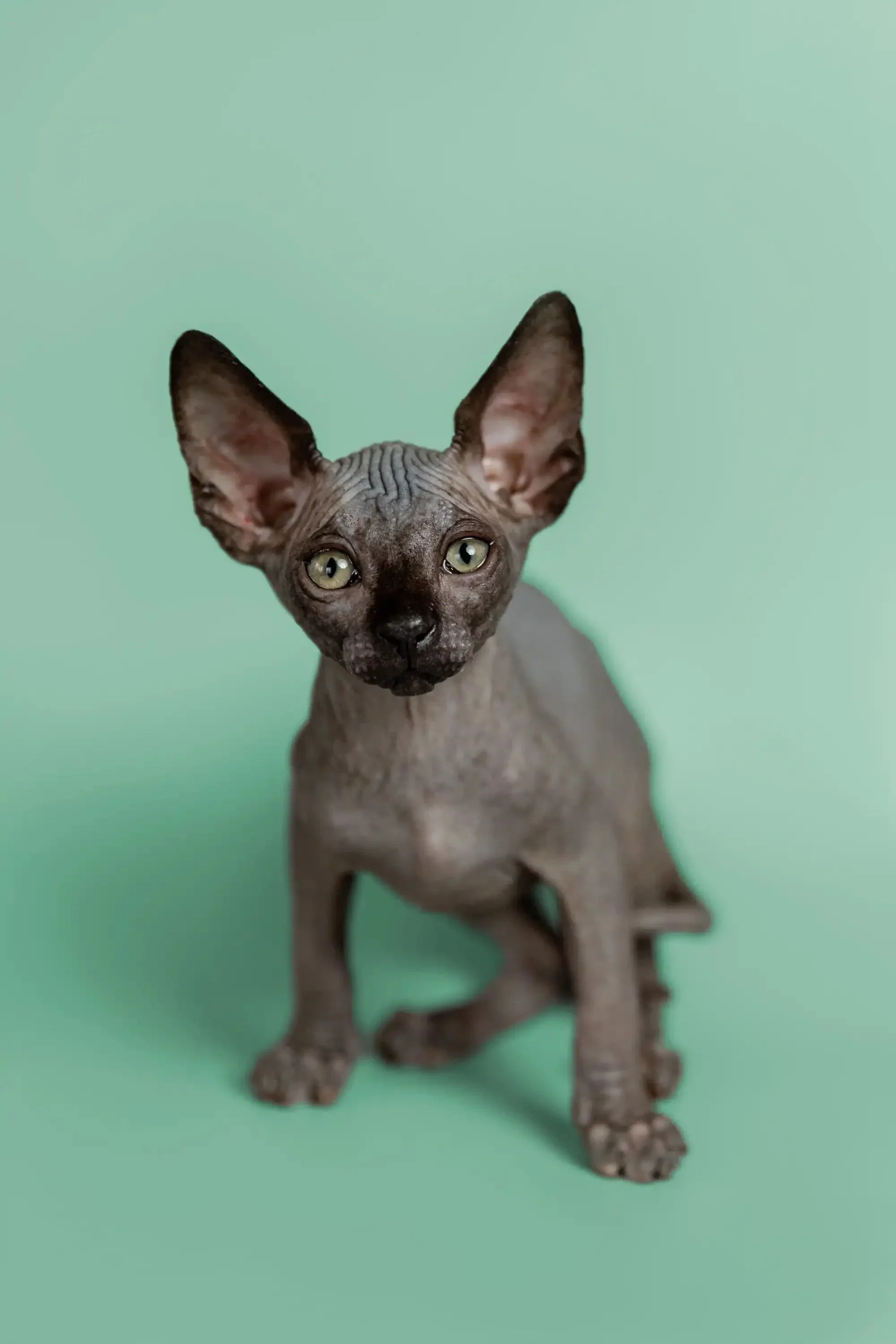 Mocha | Sphynx Kitten - Image 2
