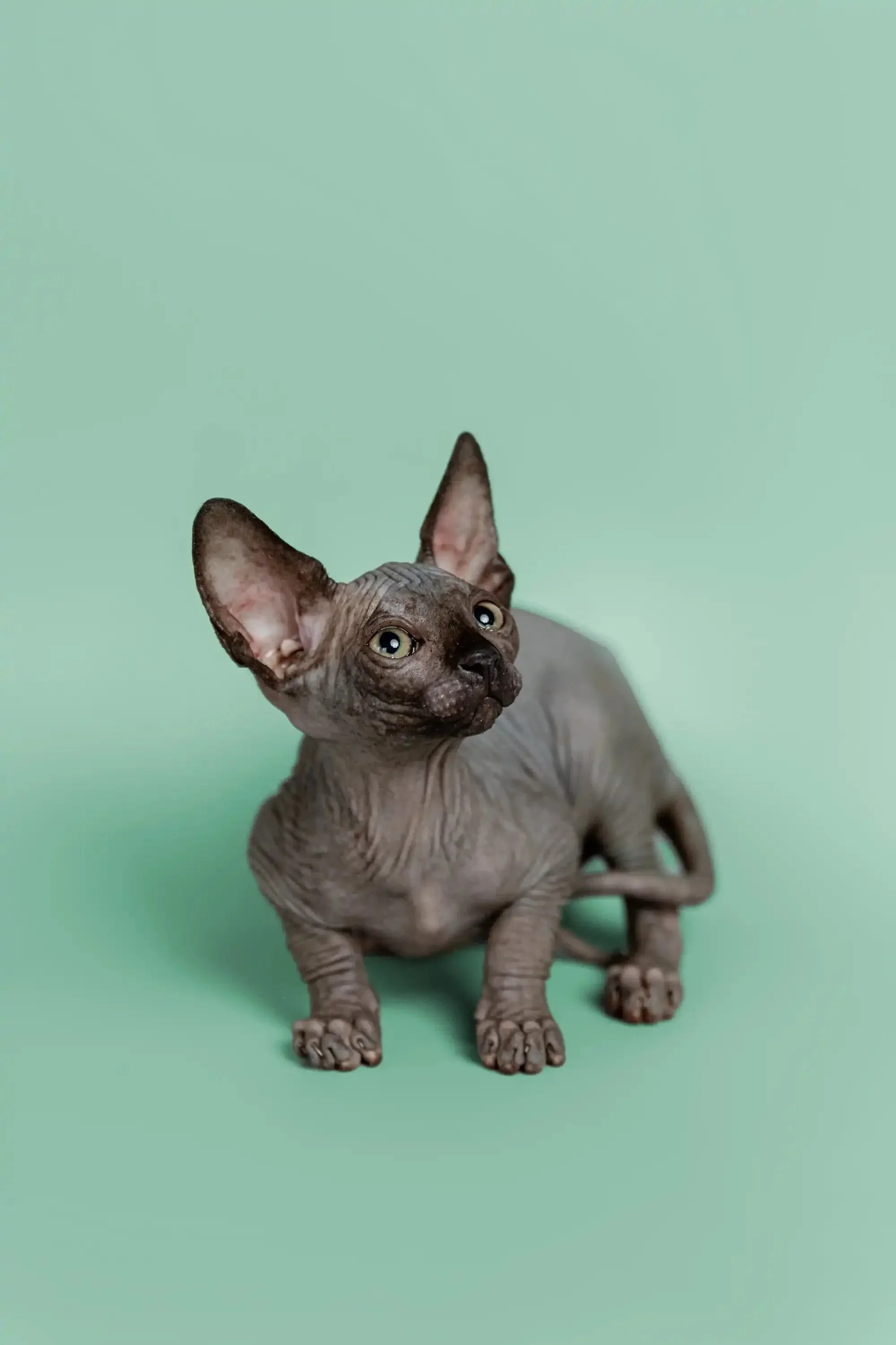Mocha | Sphynx Kitten - Image 4