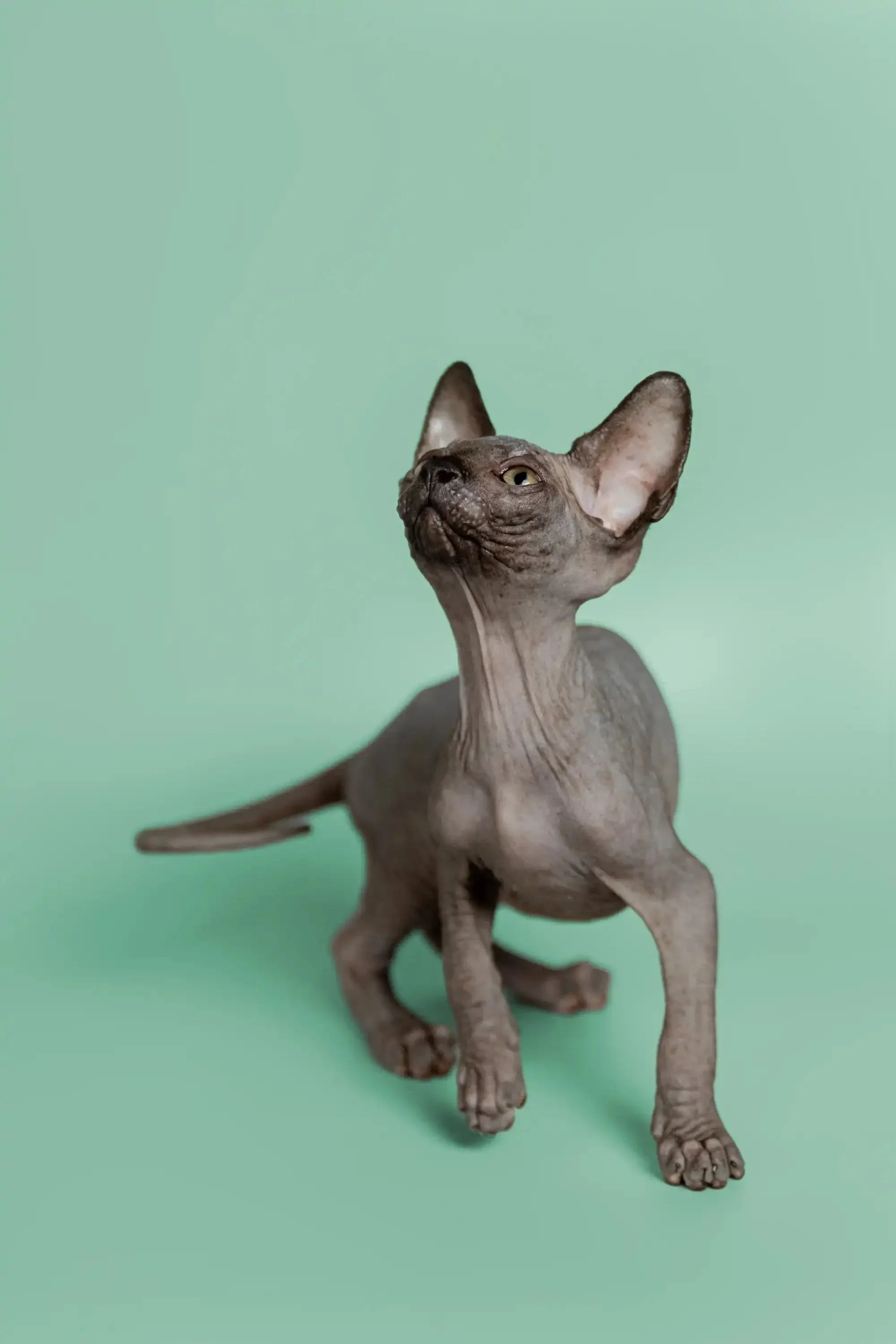 Mocha | Sphynx Kitten - Image 5