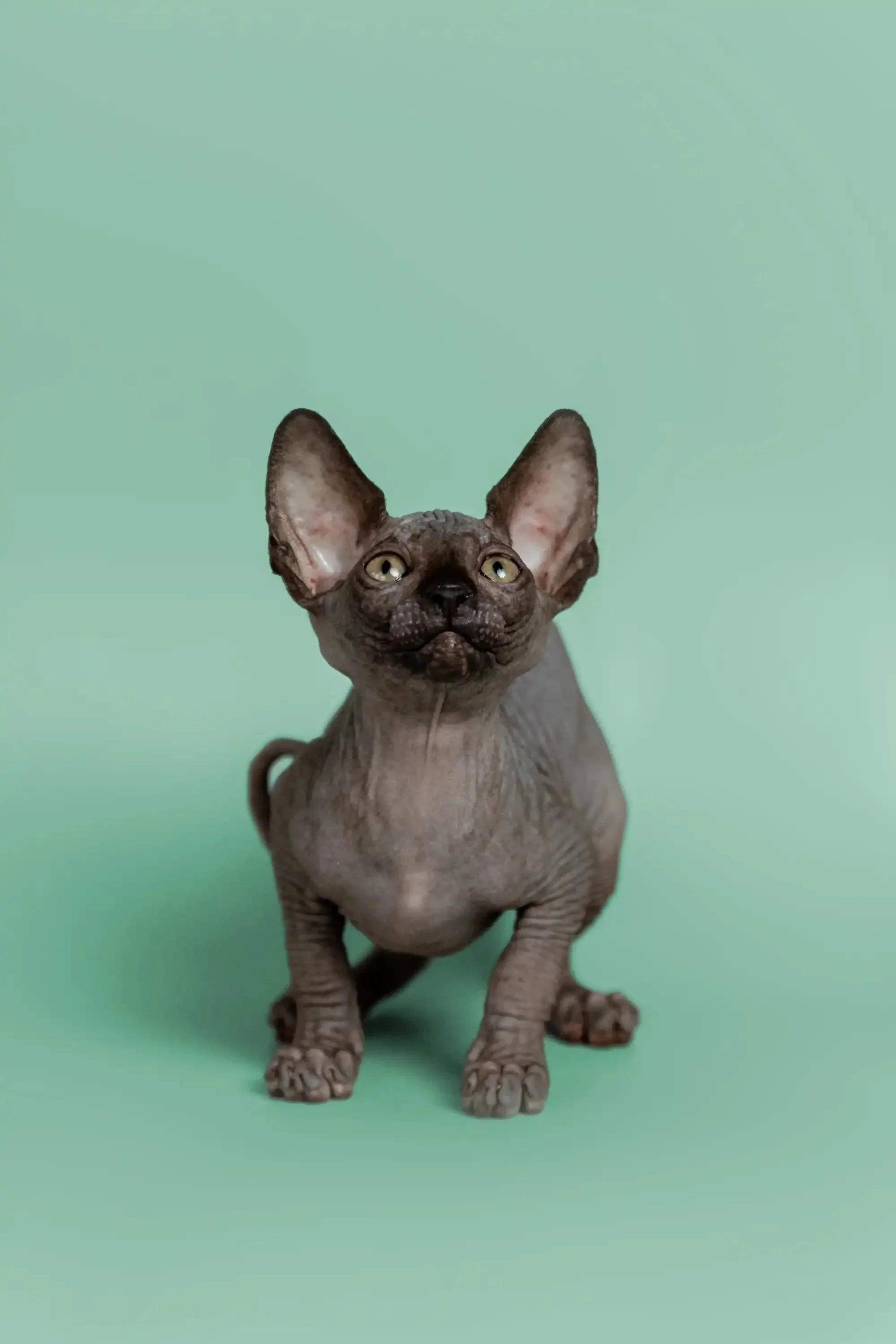 Mocha | Sphynx Kitten - Image 9