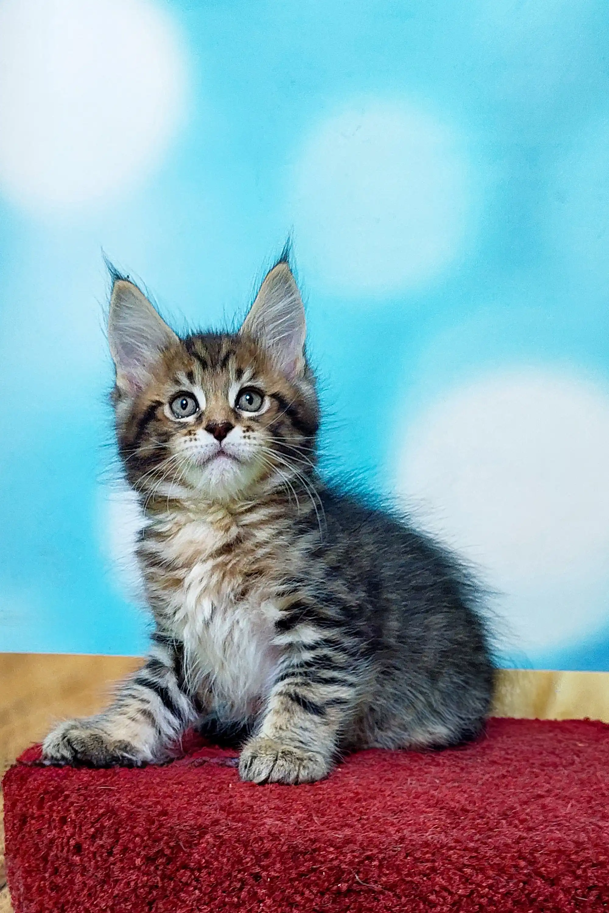Mojo | Maine Coon Kitten - Image 15
