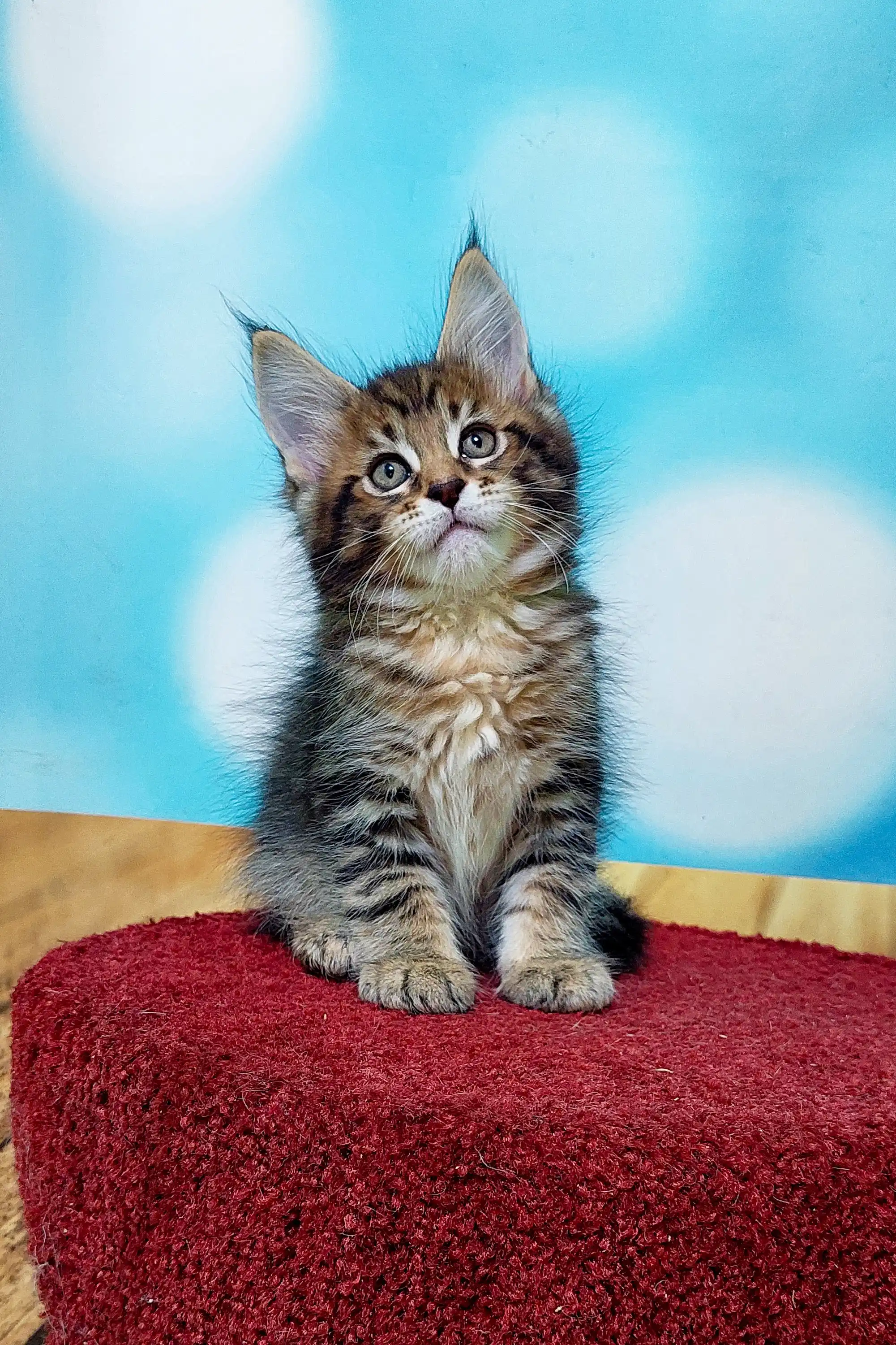 Mojo | Maine Coon Kitten - Image 3