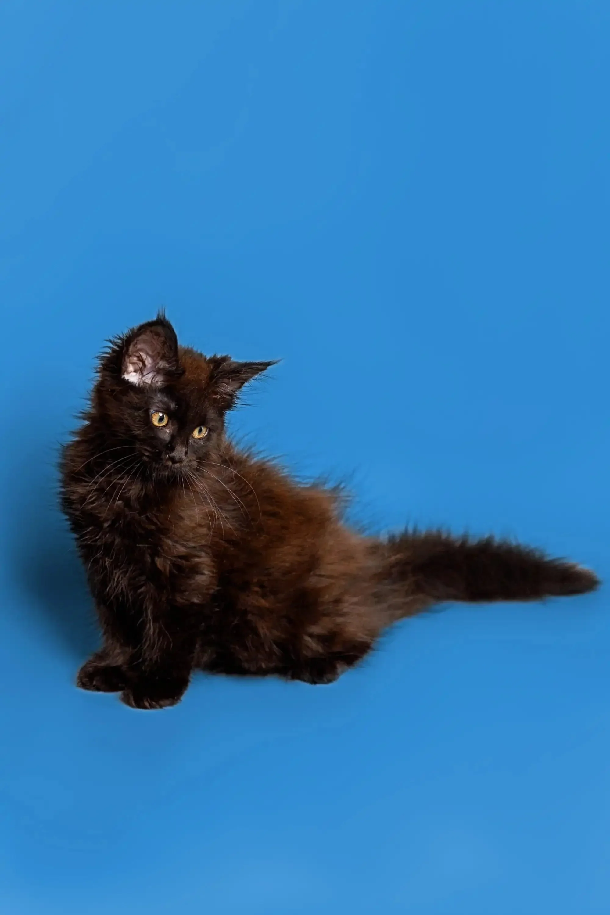Molly | Maine Coon Kitten - Image 2