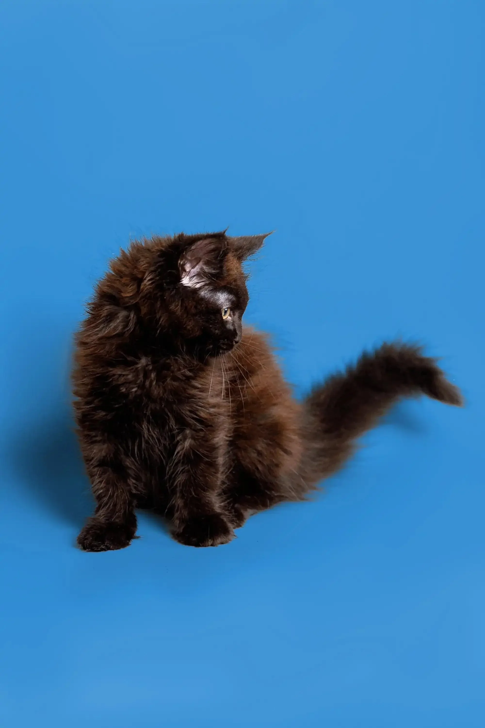 Molly | Maine Coon Kitten - Image 8