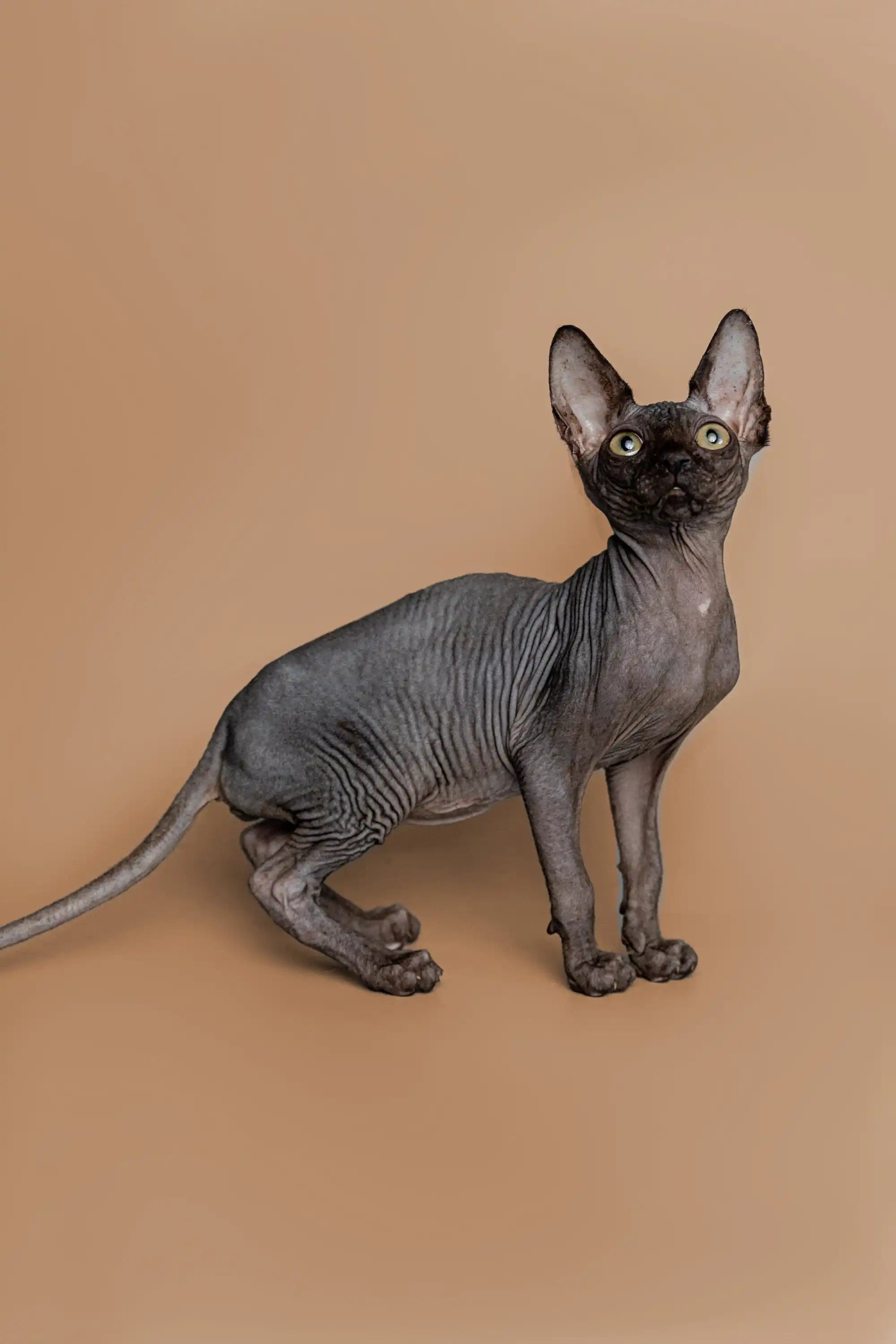 Molly | Sphynx Kitten - Image 11