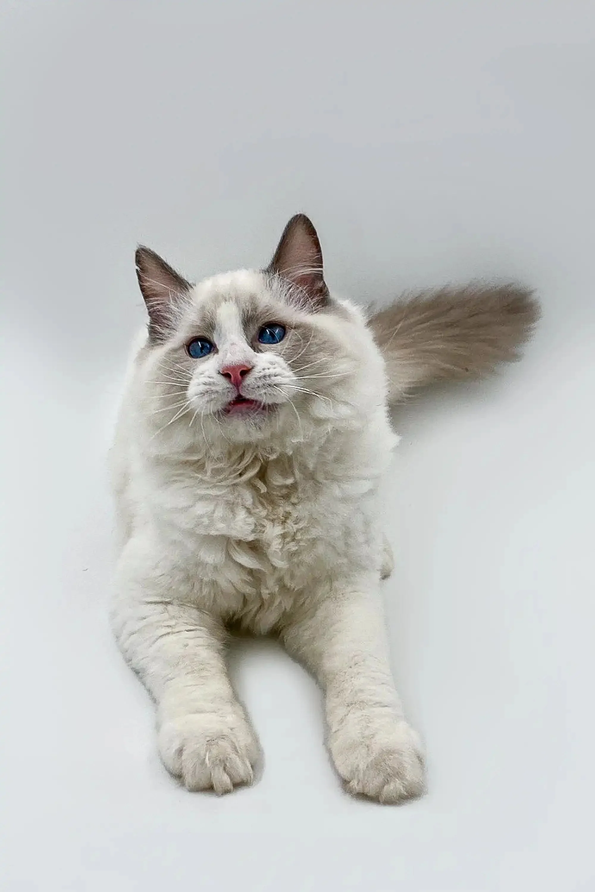 Momo | Ragdoll Kitten - Image 7