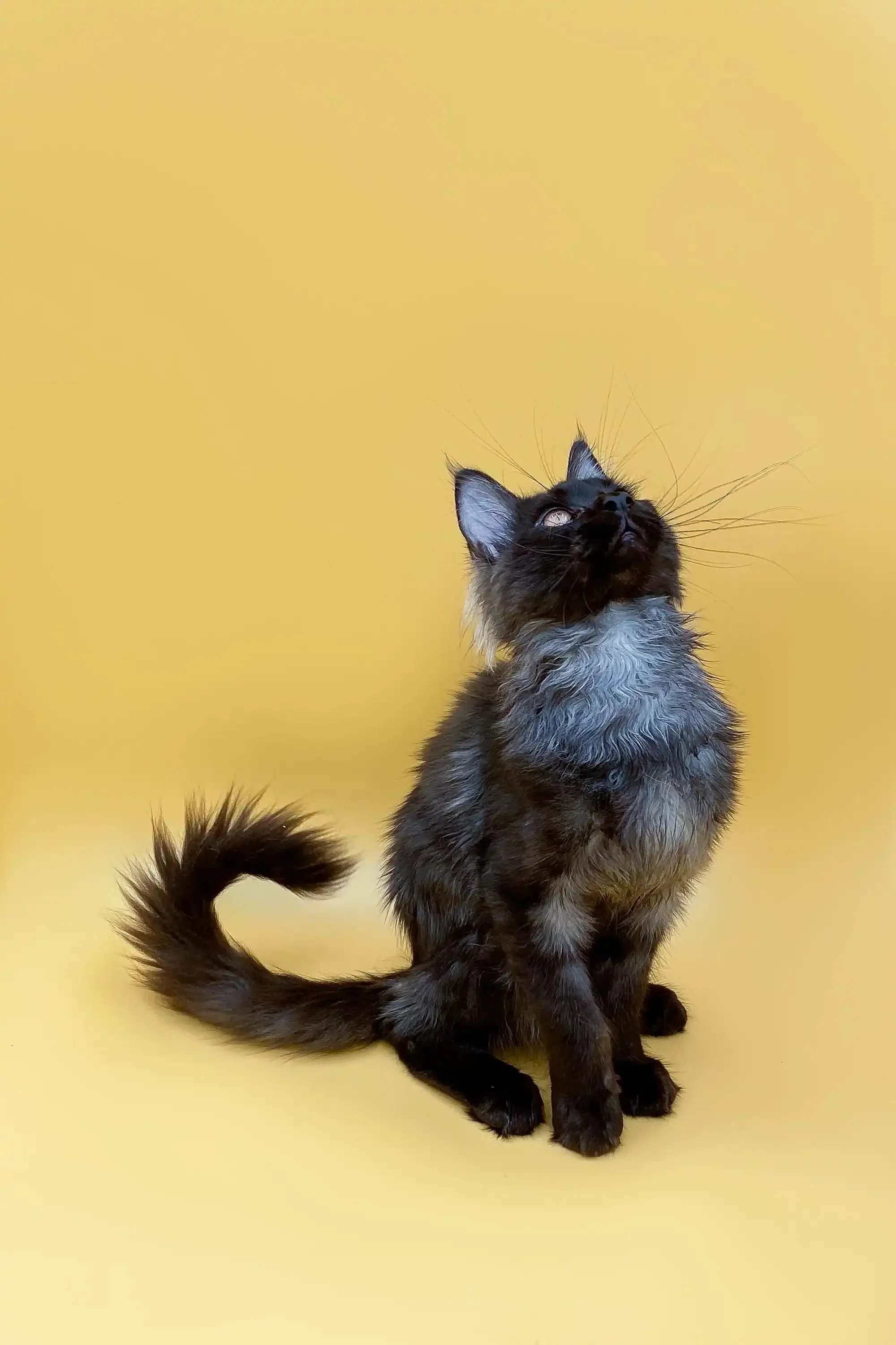 Moose | Maine Coon Kitten - Image 12