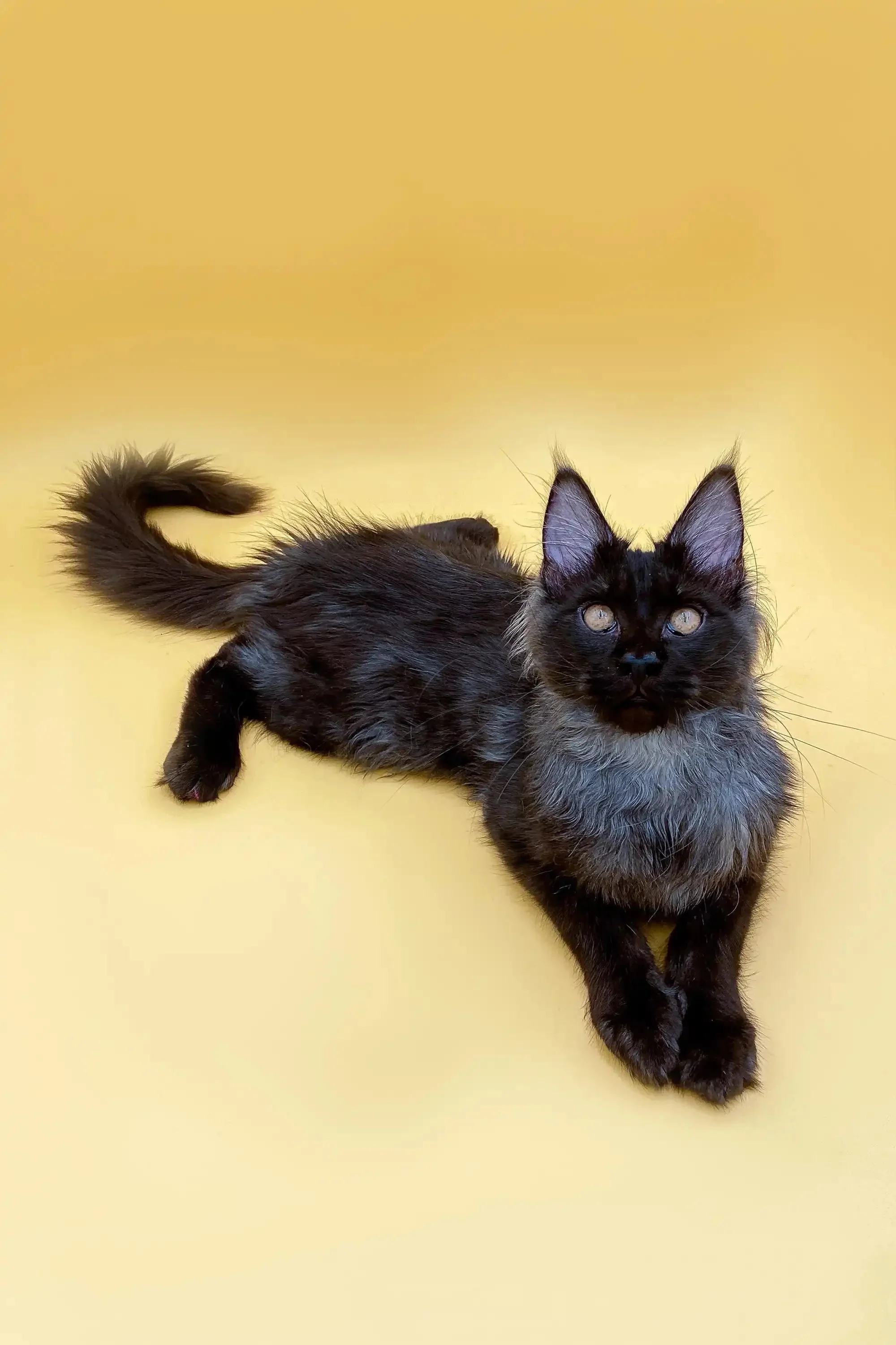 Moose | Maine Coon Kitten - Image 15