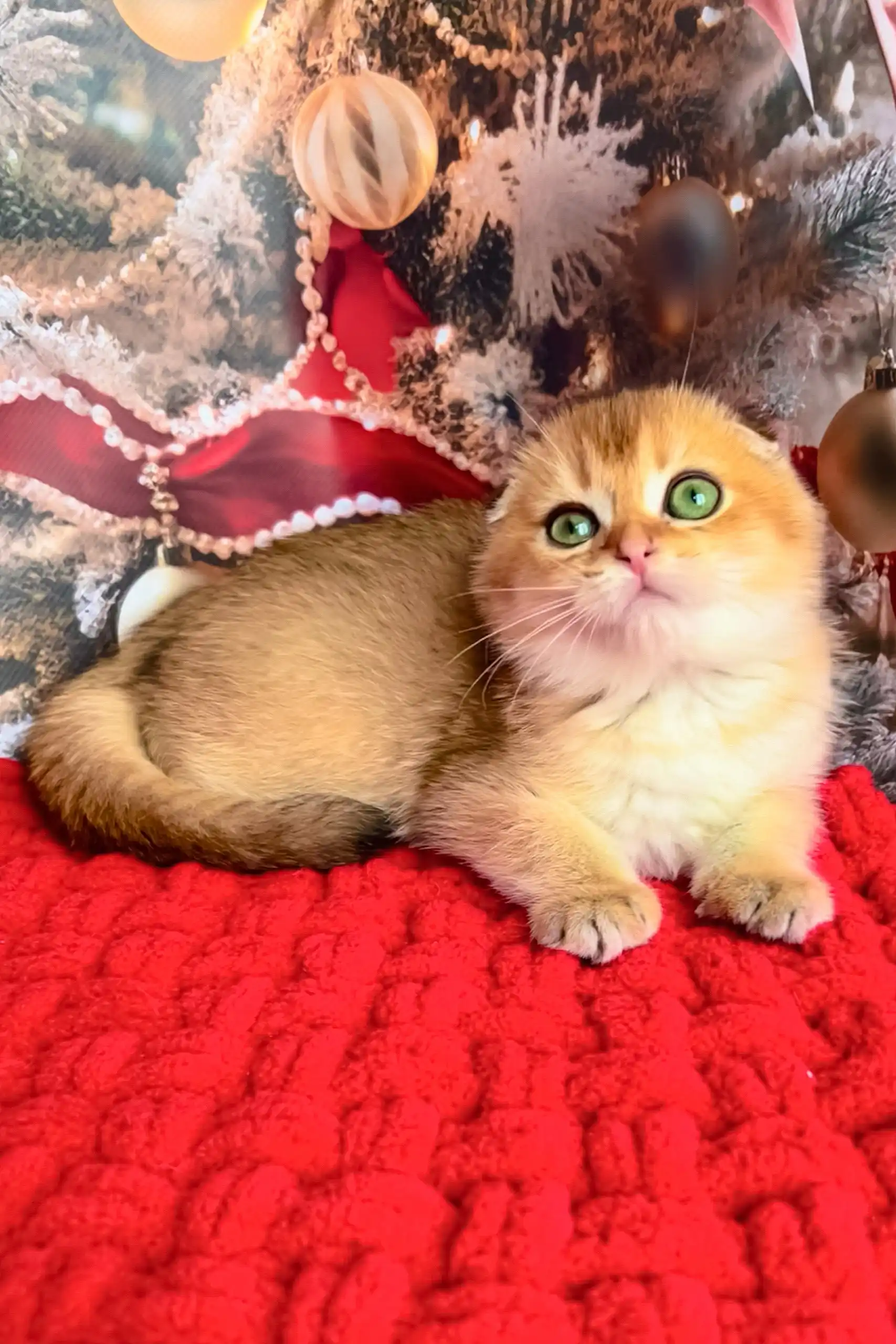 Morty | Scottish Fold Kitten - Image 3