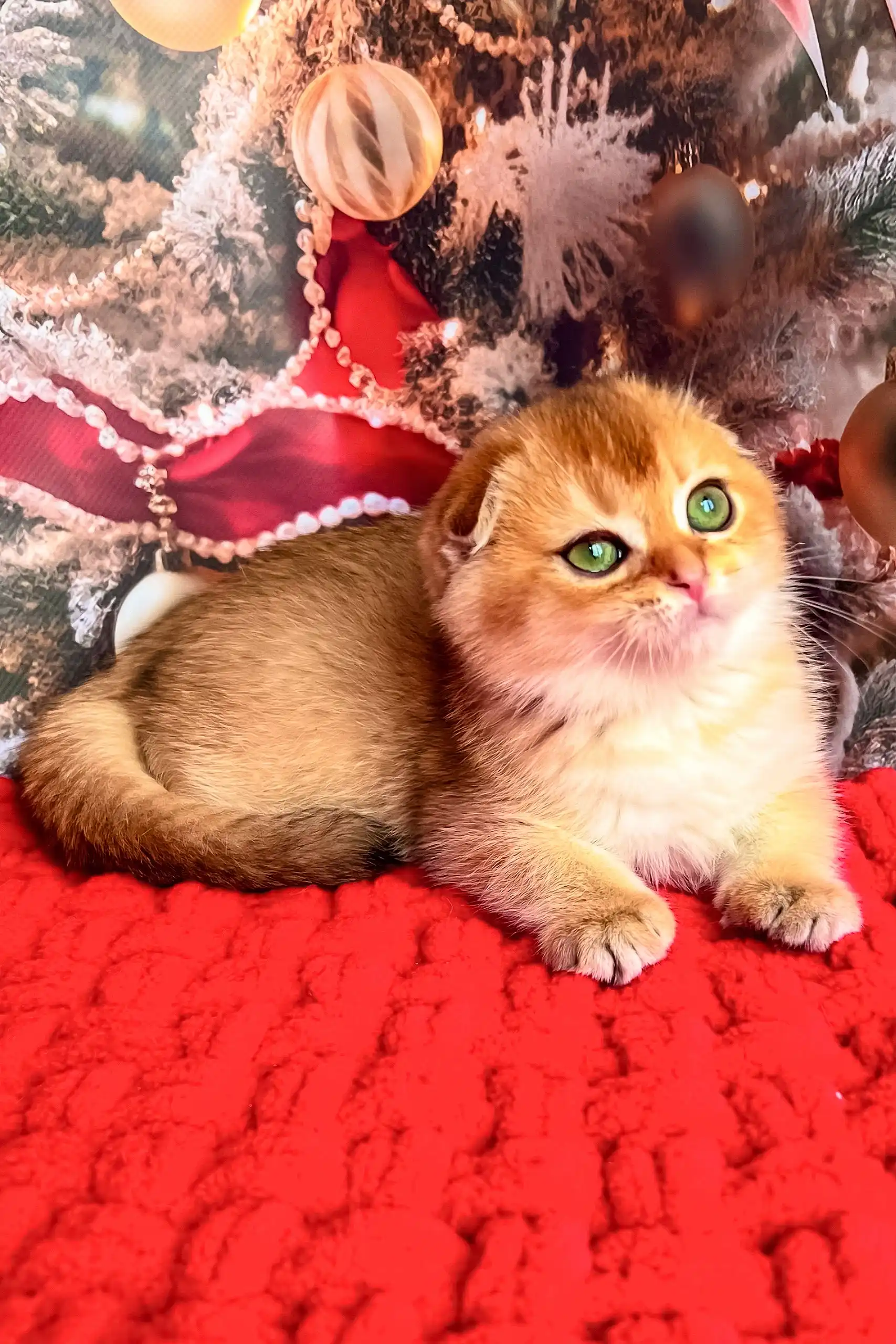 Morty | Scottish Fold Kitten - Image 5