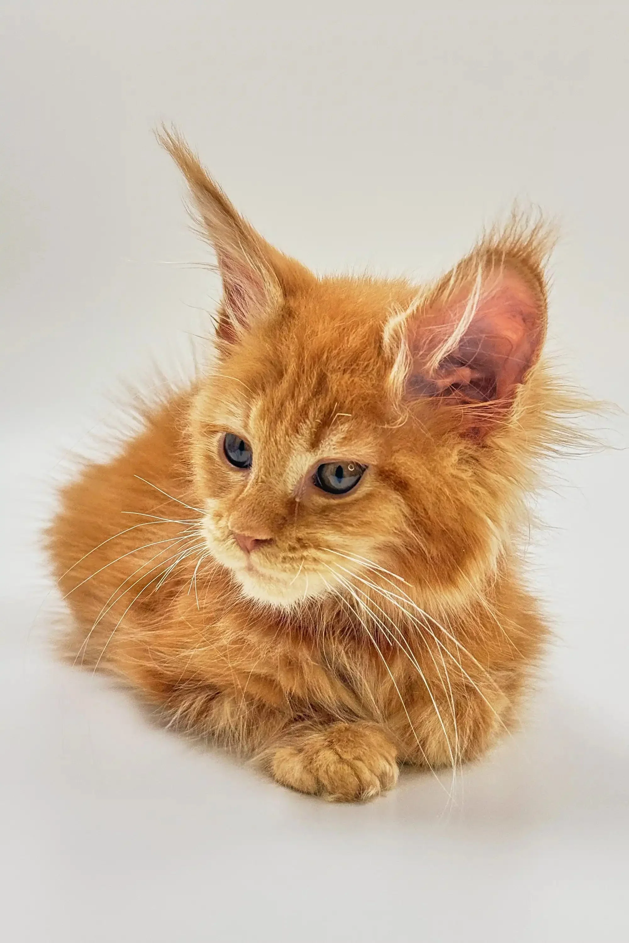 Motty | Maine Coon Kitten - Image 6