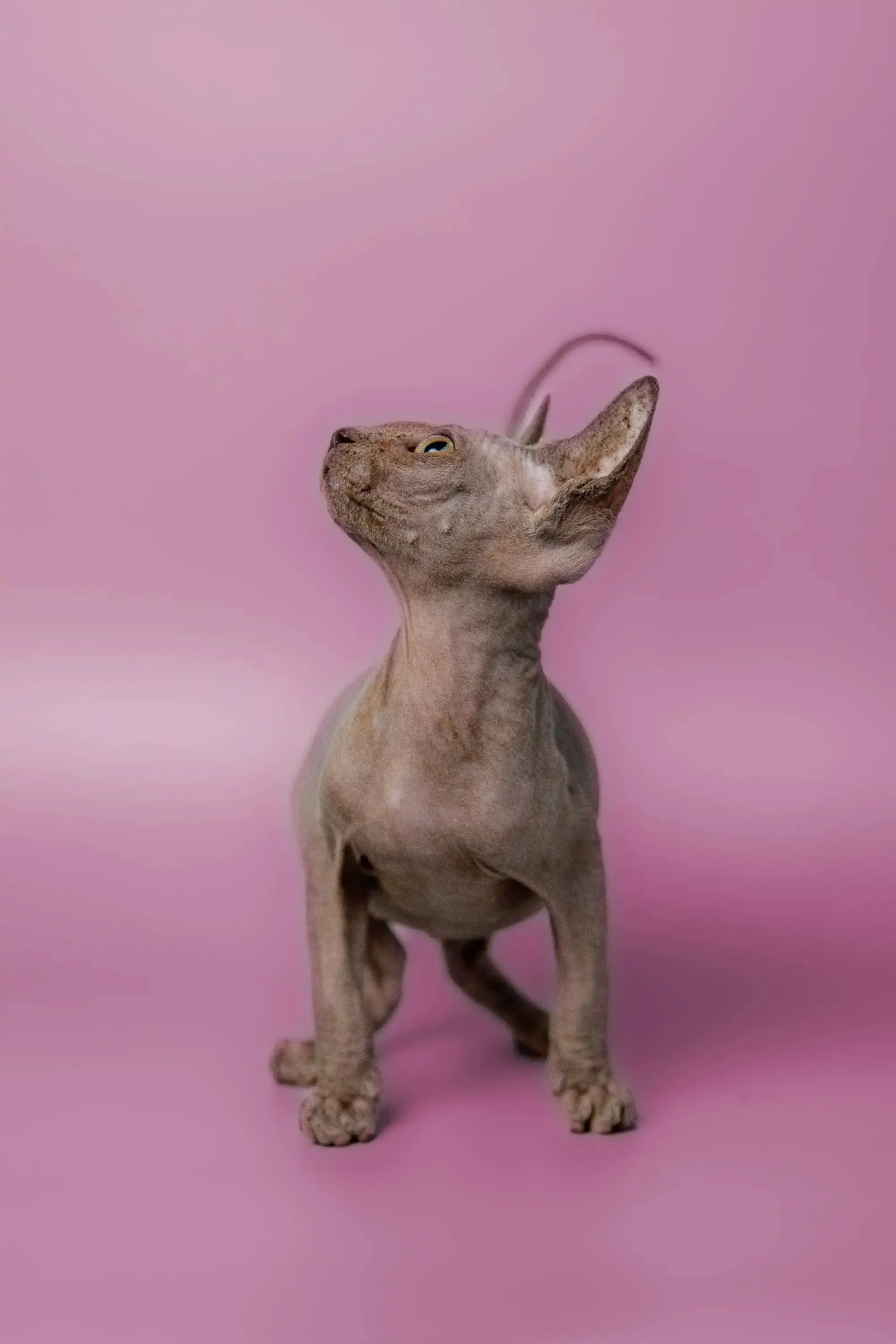 Myles | Sphynx Kitten - Image 5