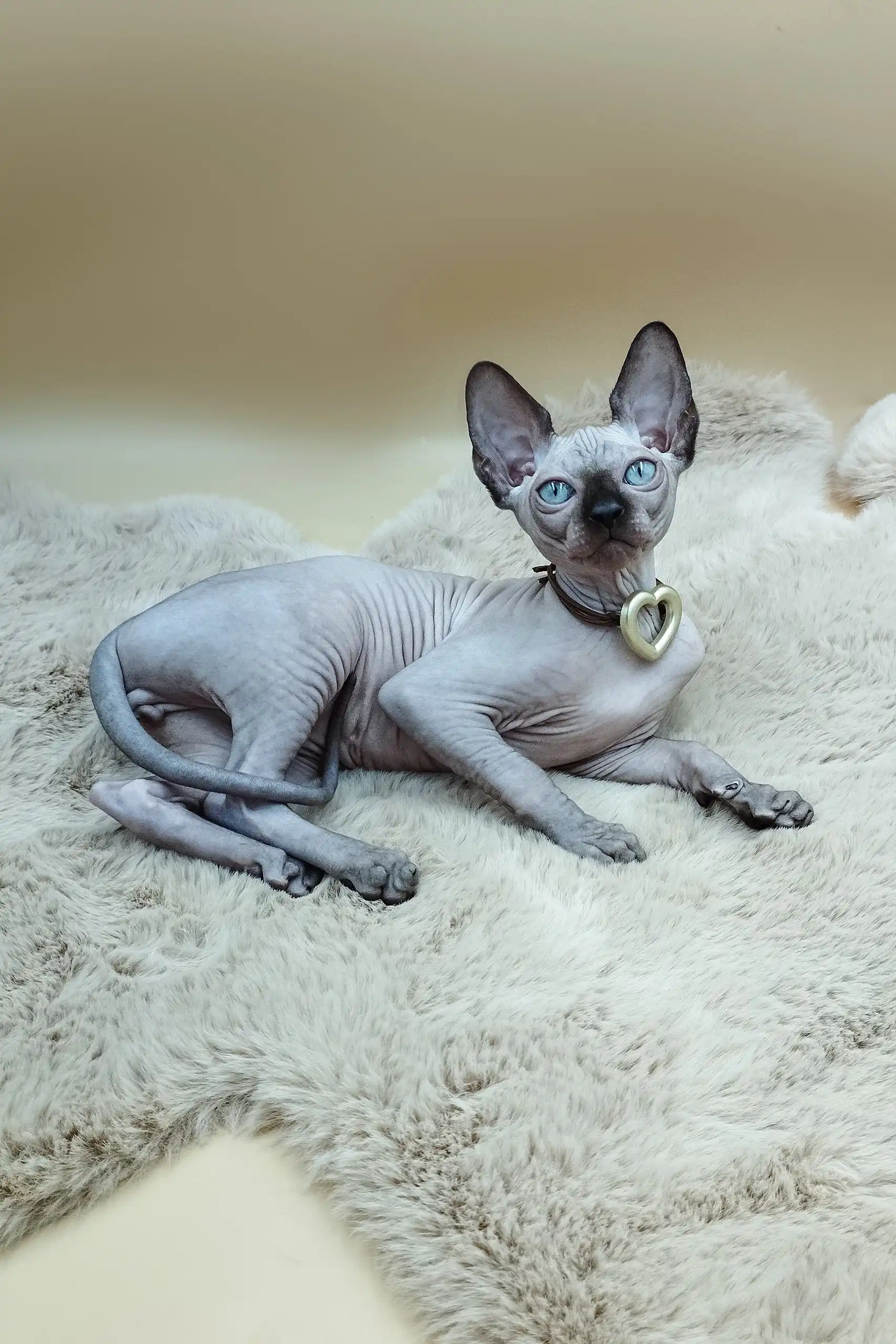 Nеlson | Sphynx Kitten - Image 4