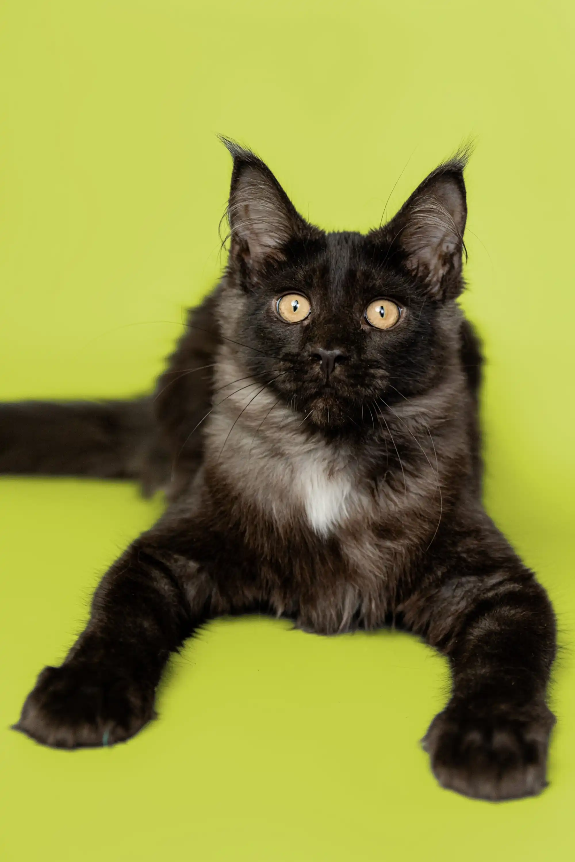 Nana| Maine Coon Kitten - Image 2