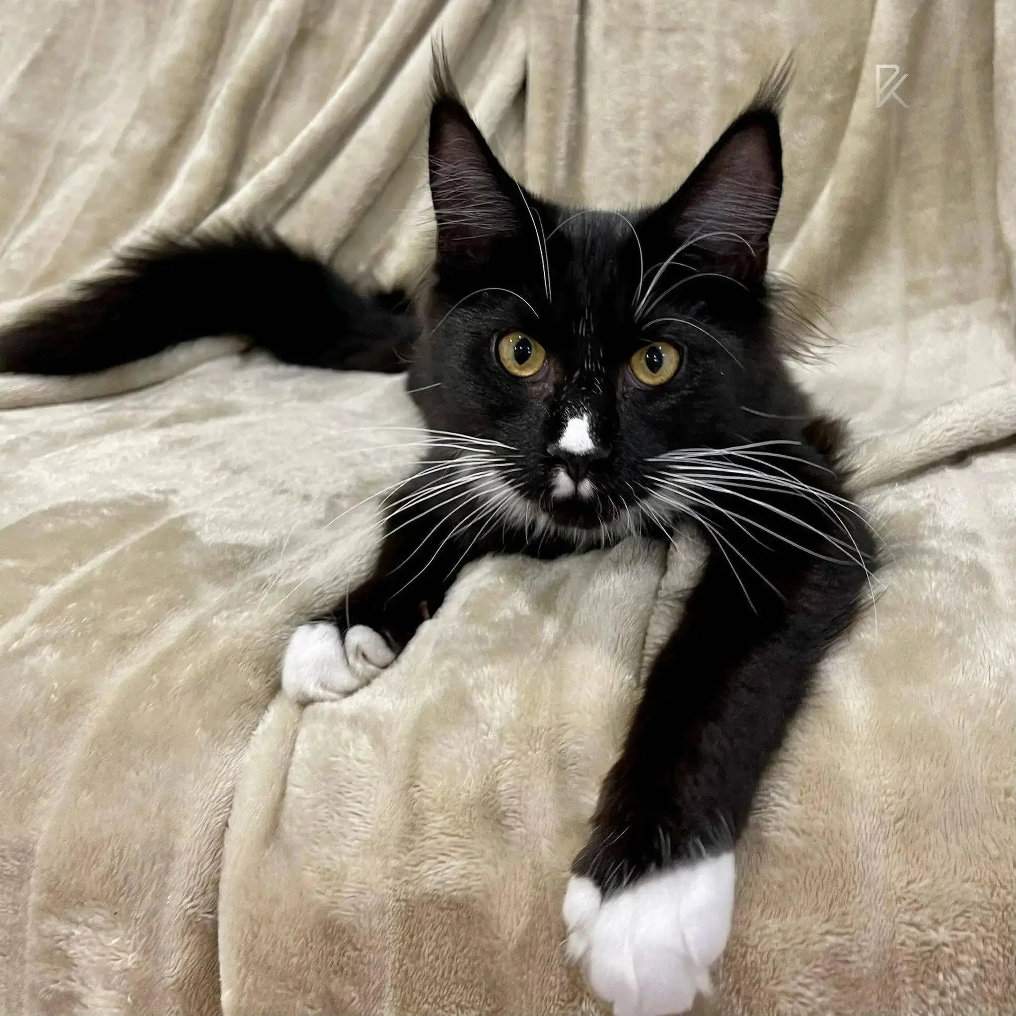 Nana | Maine Coon Kitten - Image 2