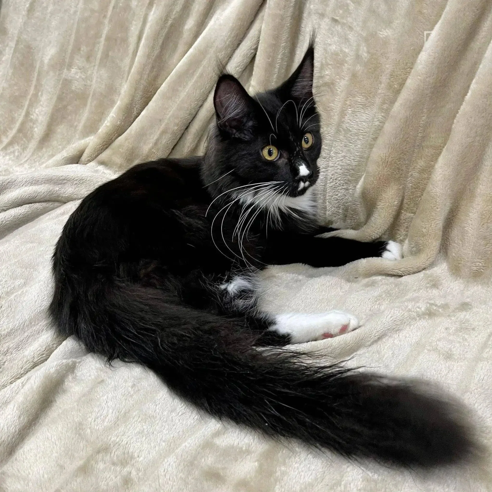 Nana | Maine Coon Kitten - Image 4