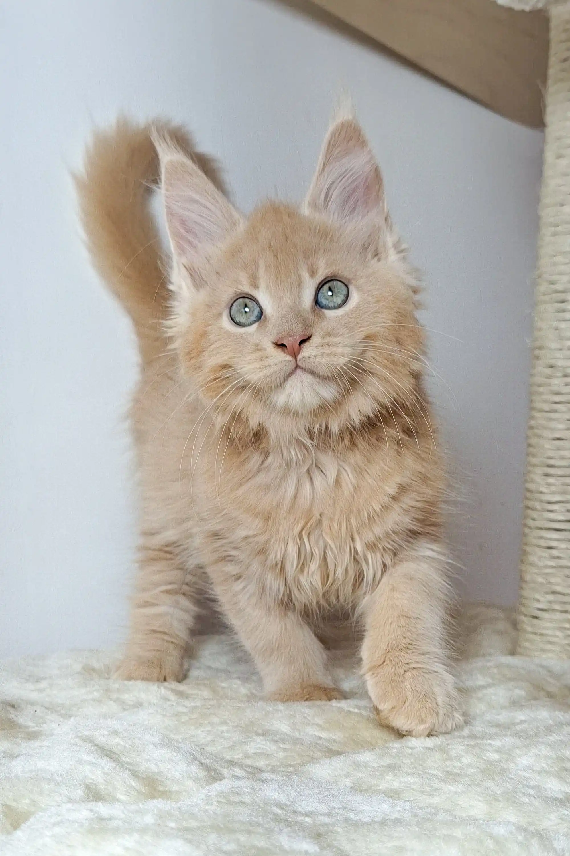 Nando | Maine Coon Kitten - Image 8