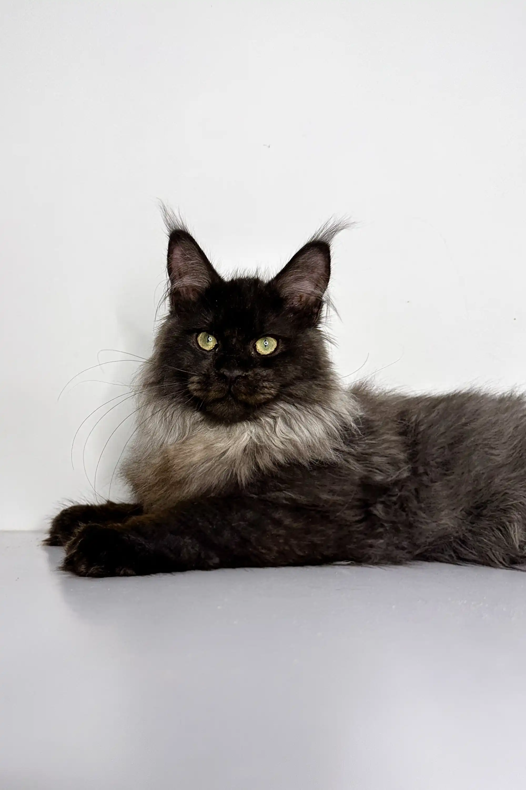 Naomi | Maine Coon Kitten - Image 4