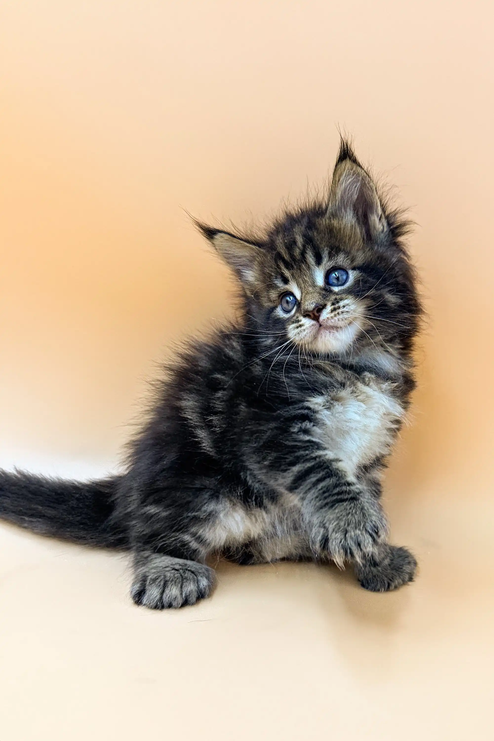 Naruto | Polydactyl Maine Coon - Image 9