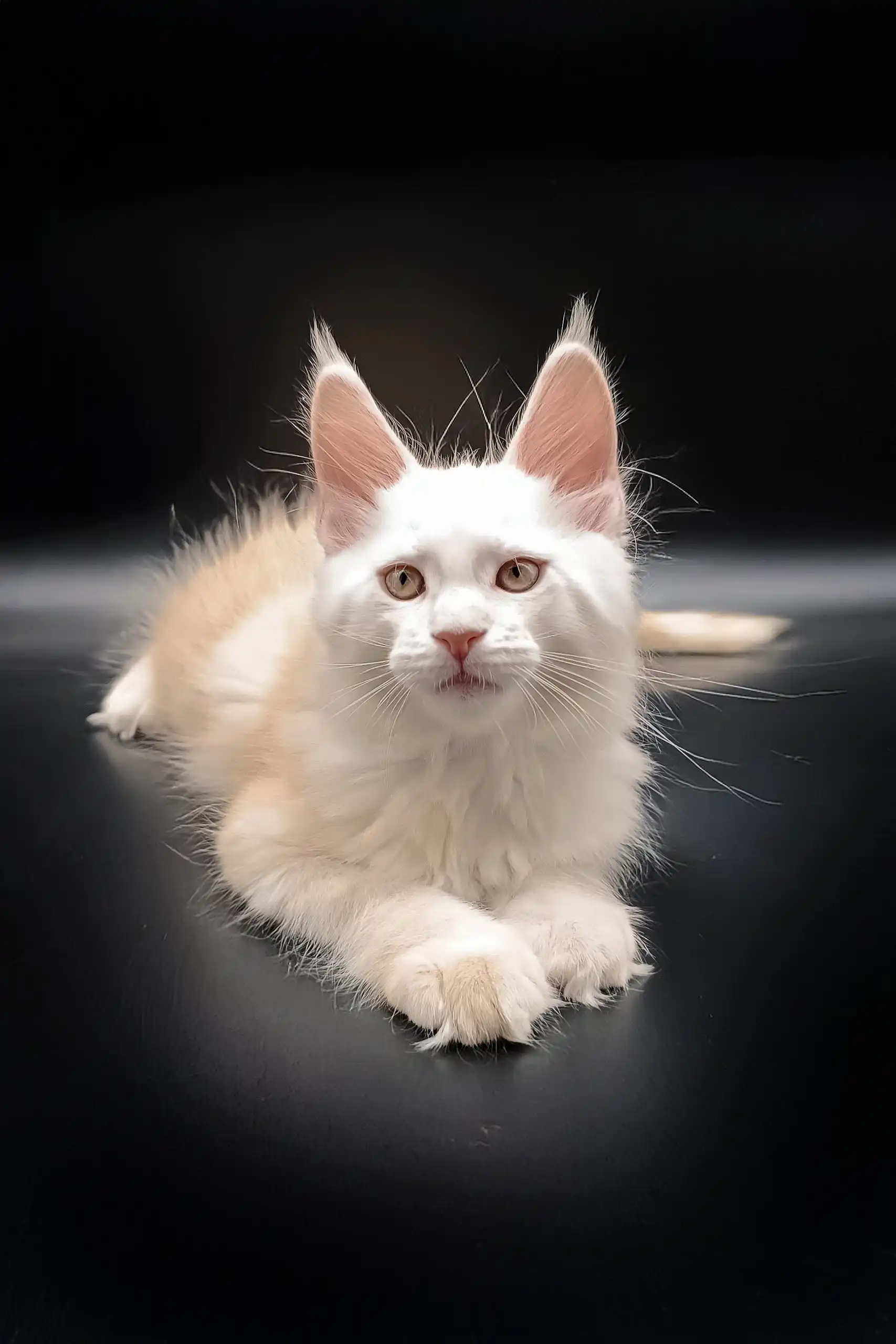 Nasey | Maine Coon Kitten - Image 6