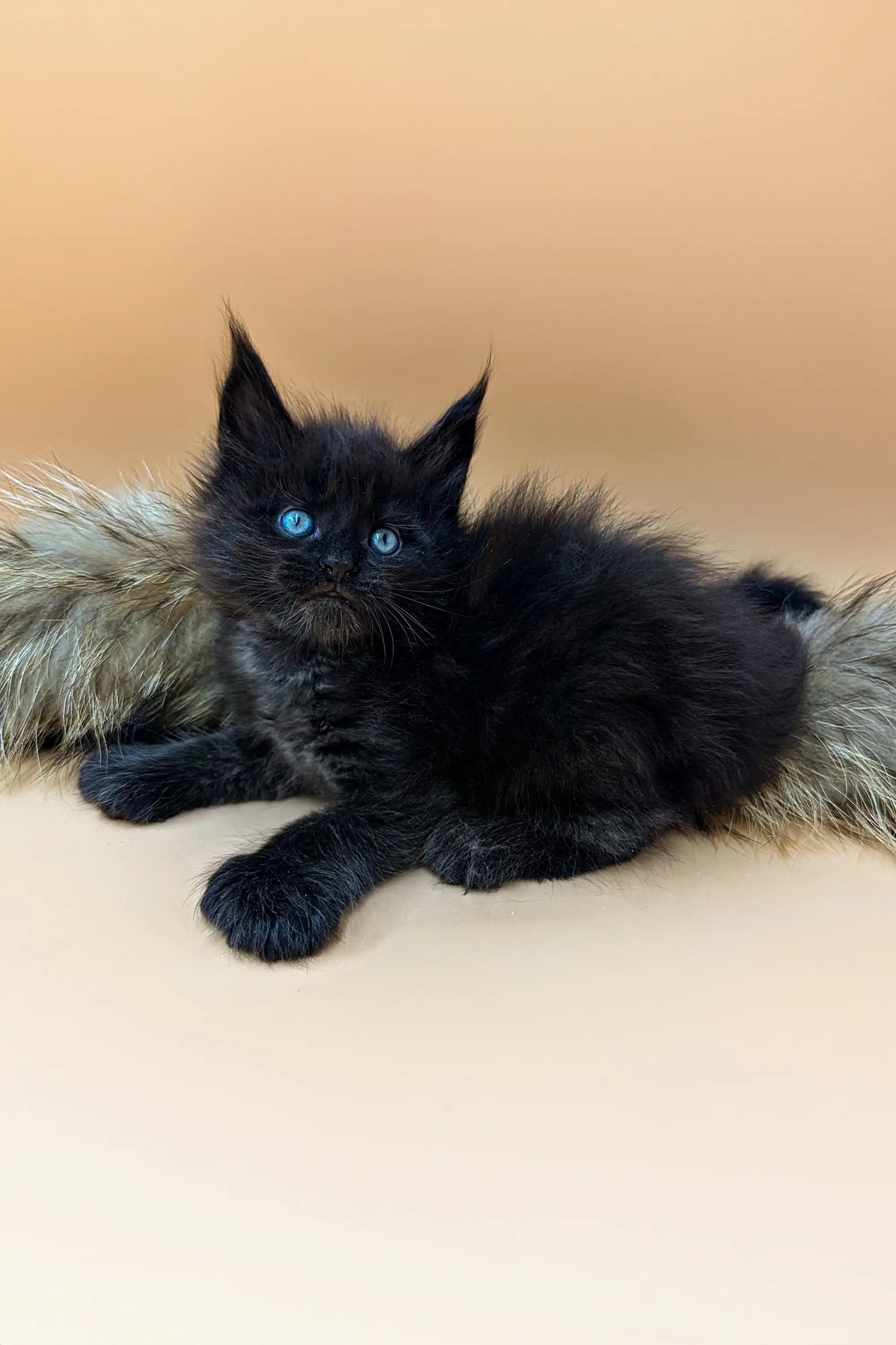 Nathan | Polydactyl Maine Coon - Image 4