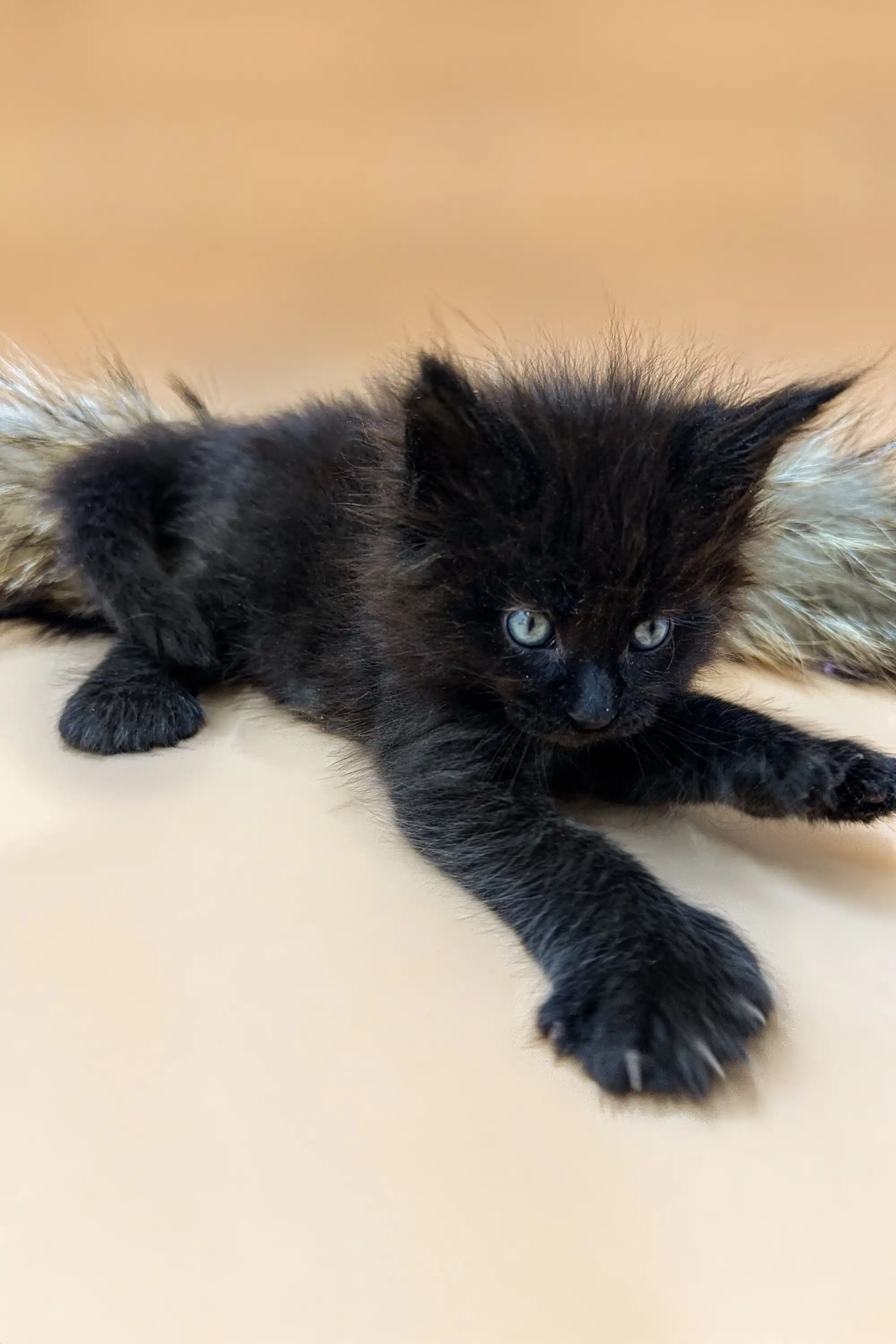 Nathan | Polydactyl Maine Coon - Image 5