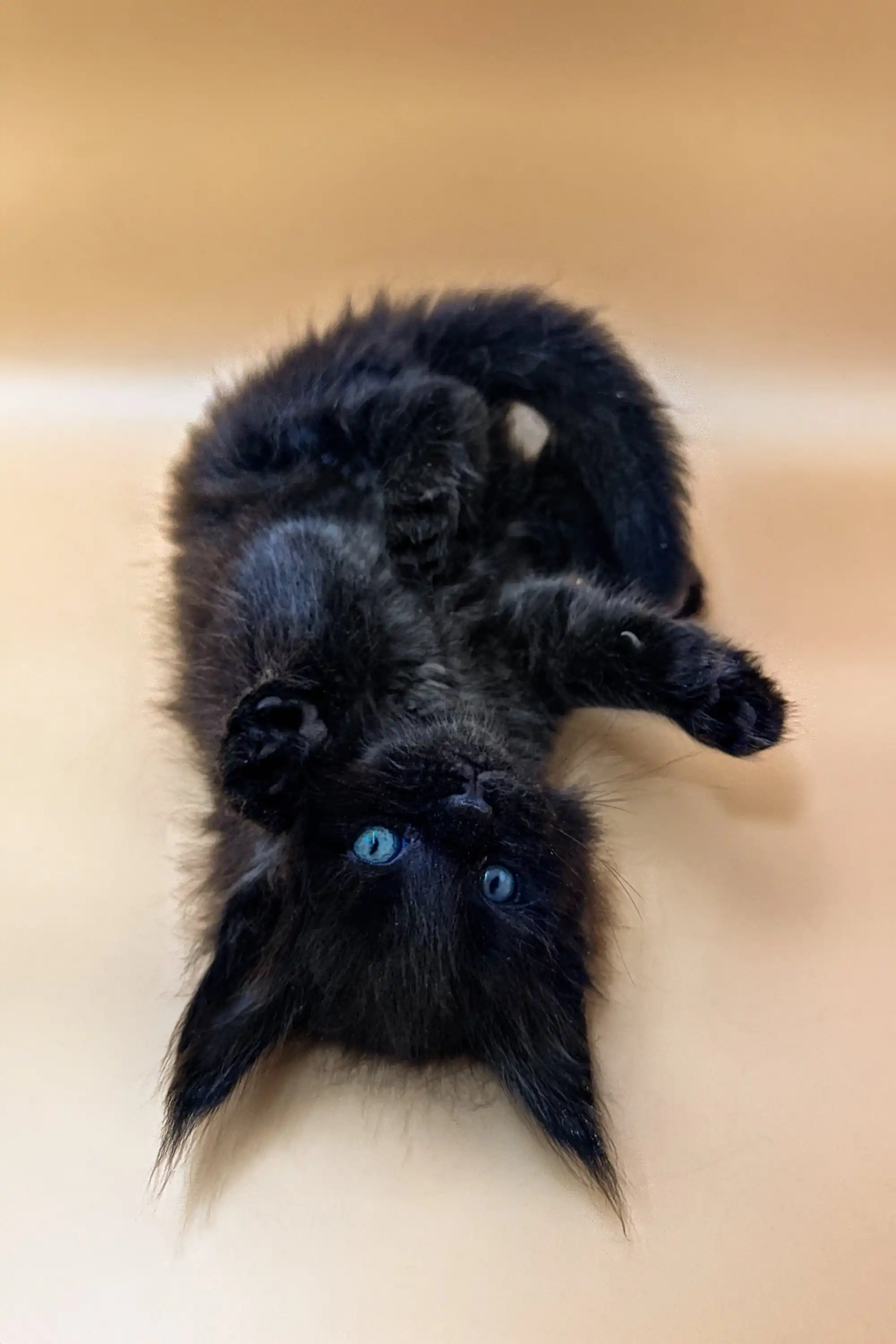 Nayt | Polydactyl Maine Coon - Image 2