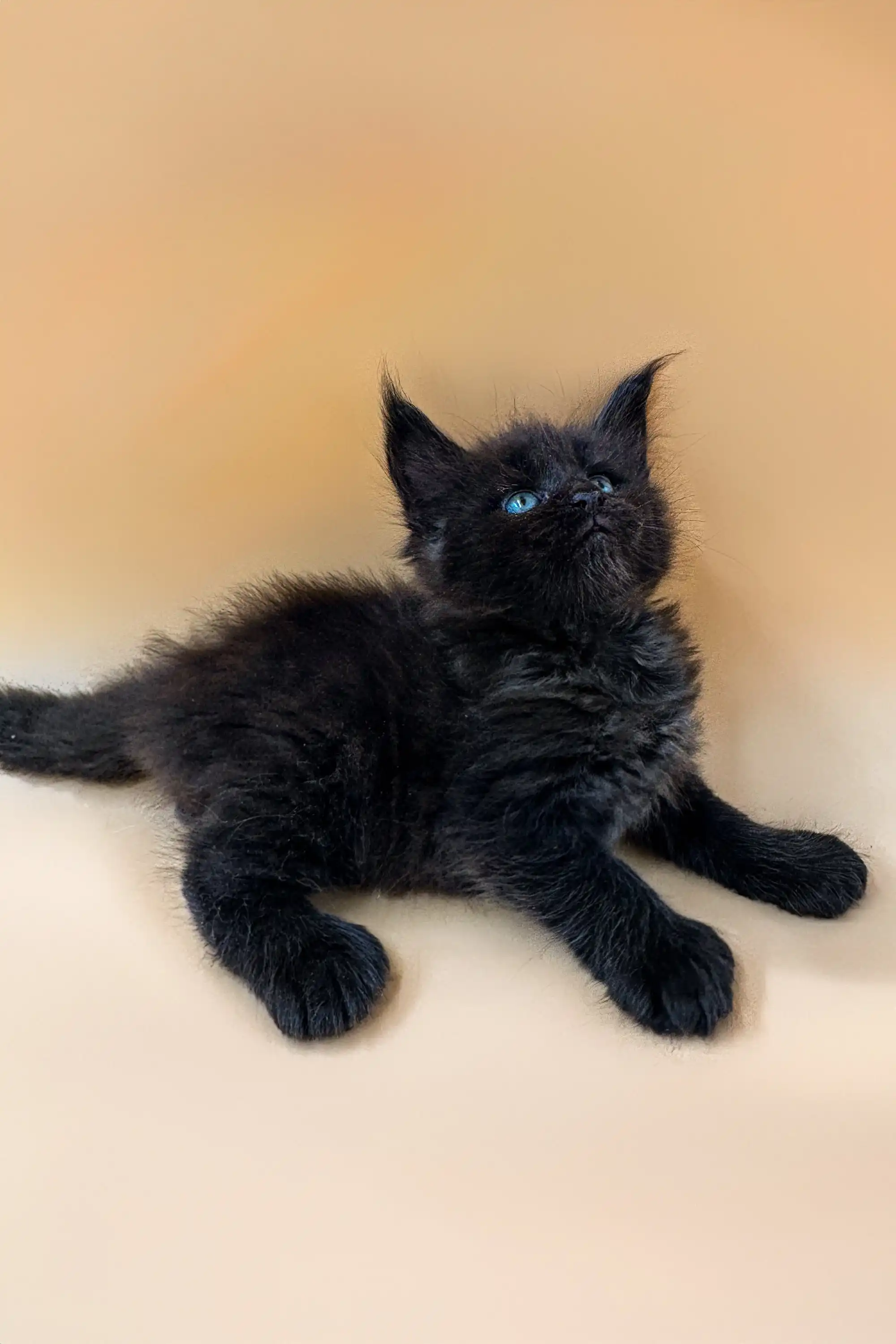 Nayt | Polydactyl Maine Coon - Image 4